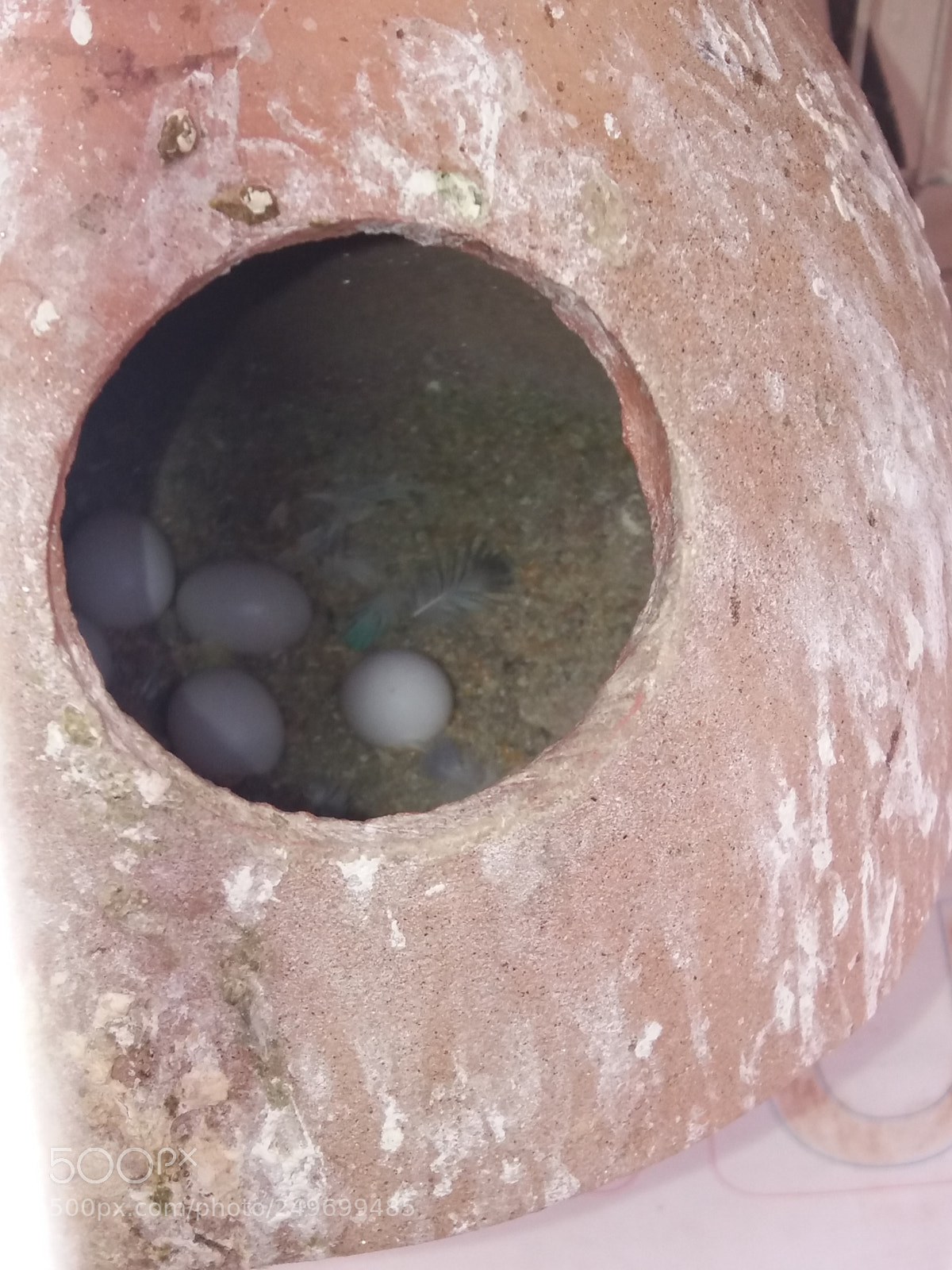 Samsung Galaxy J5(2016) sample photo. Parrot eggs.jpg photography
