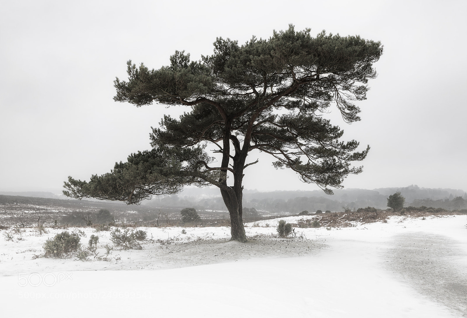 Nikon D810 sample photo. Winter tree photography
