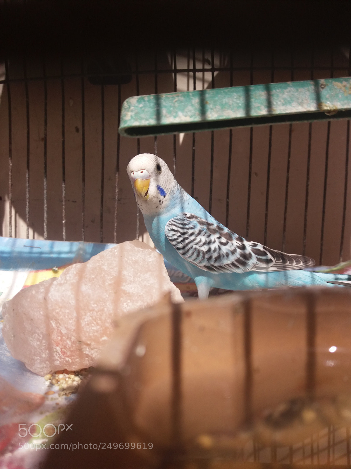 Samsung Galaxy J5(2016) sample photo. Parrot.jpg photography