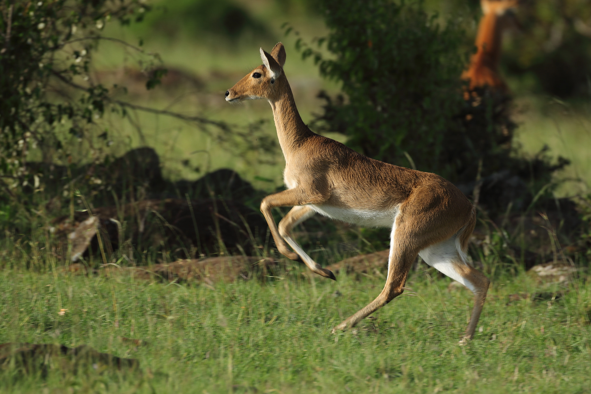 Canon EOS 5D Mark IV + Canon EF 500mm F4L IS USM sample photo. Gazelle photography