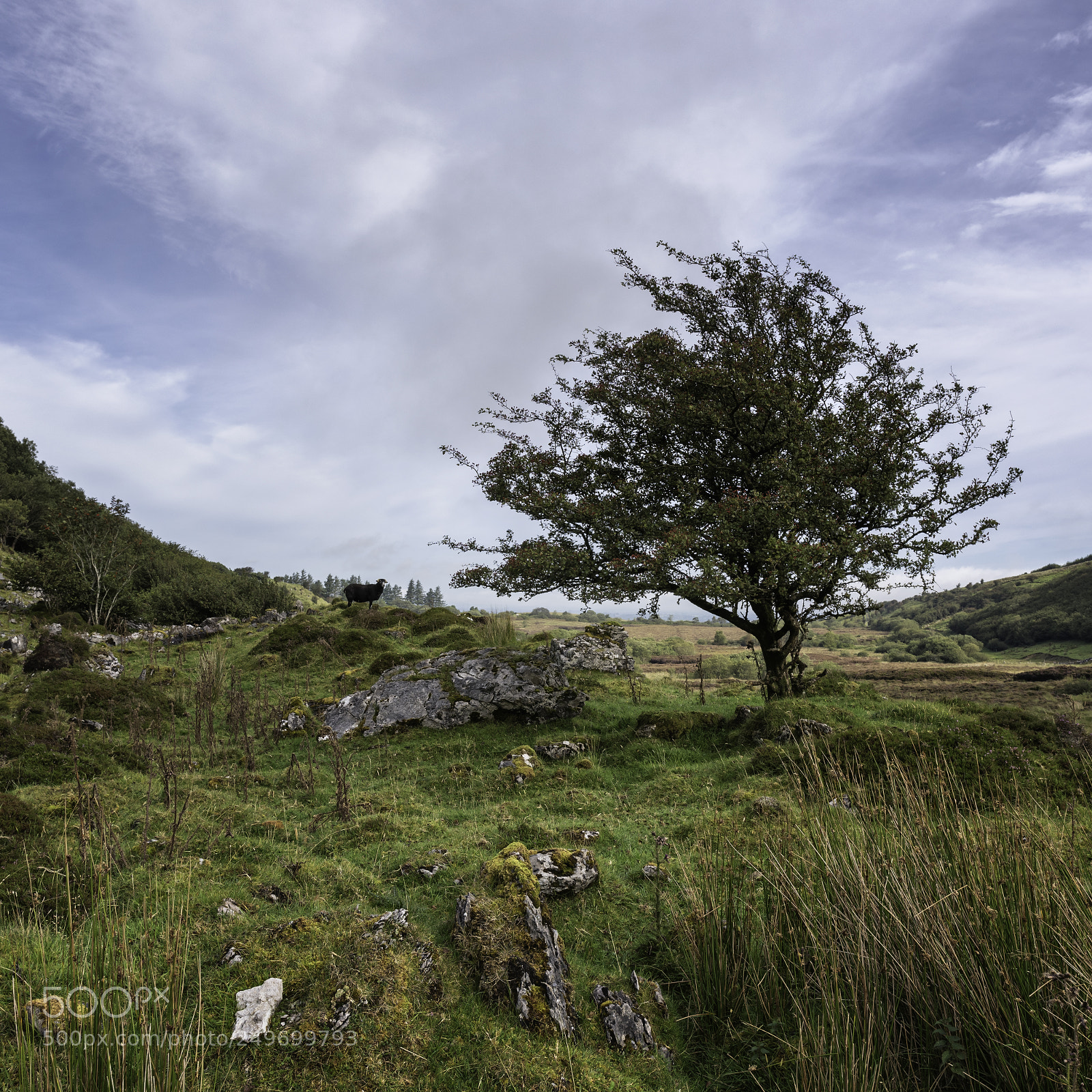 Nikon D750 sample photo. Sheep tree.jpg photography