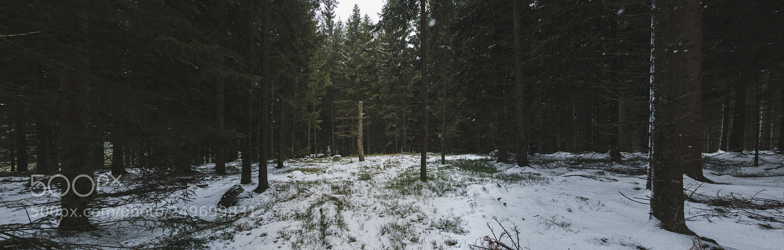 Canon EOS 7D Mark II sample photo. Glade photography