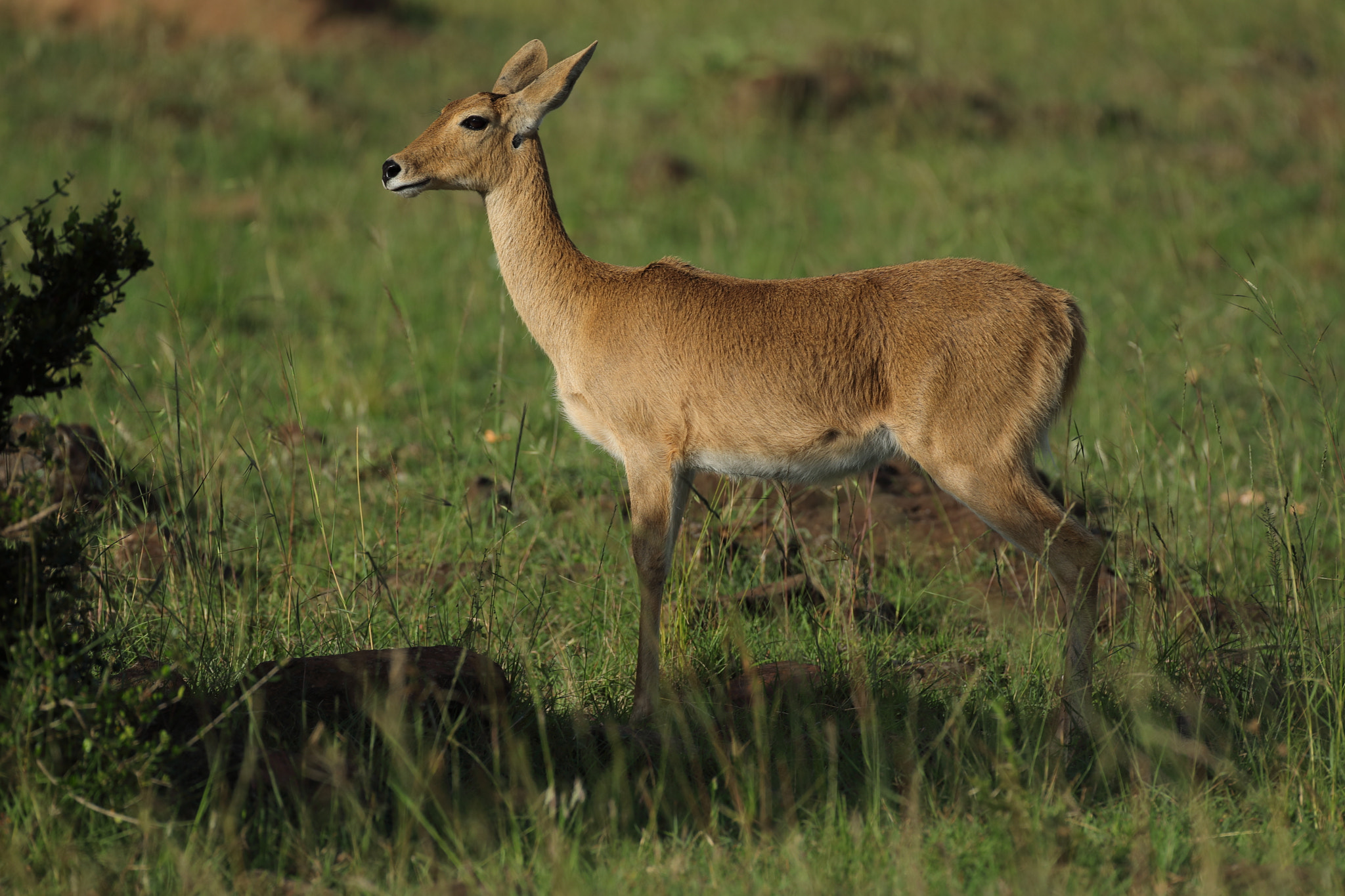 Canon EF 500mm F4L IS USM sample photo. Gazelle # 2 photography