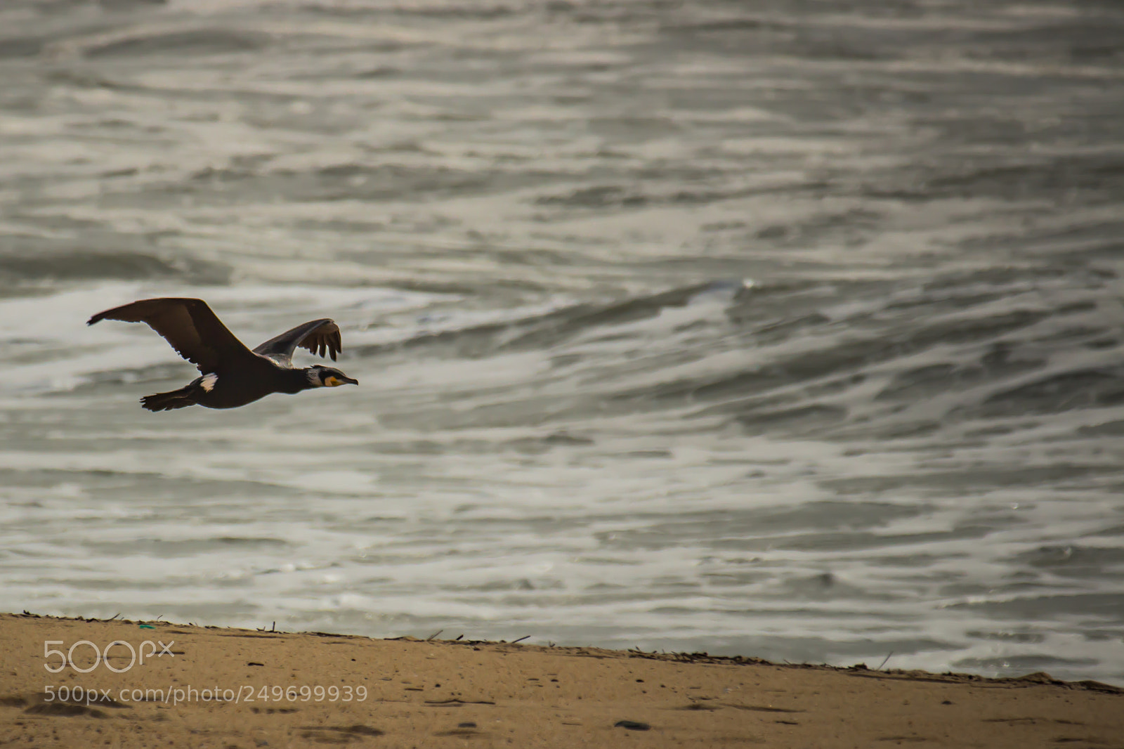 Canon EOS 700D (EOS Rebel T5i / EOS Kiss X7i) sample photo. Duck flying @ aguda beach photography