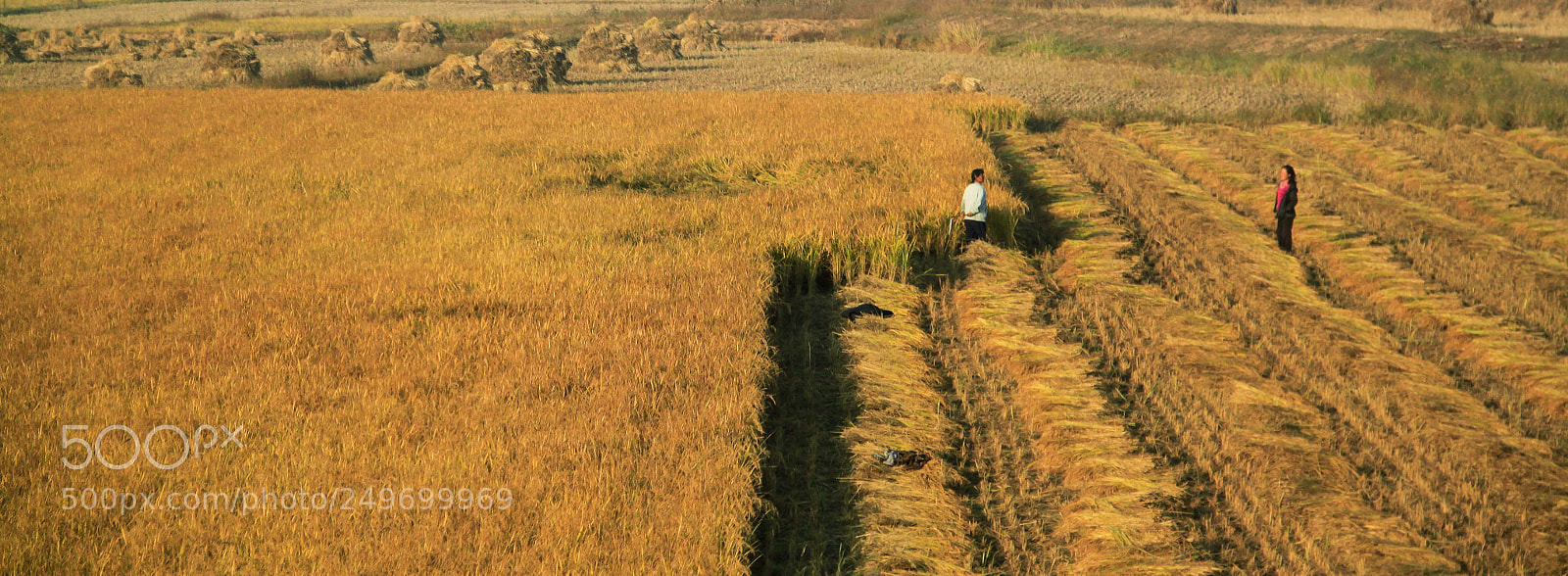 Canon EOS 500D (EOS Rebel T1i / EOS Kiss X3) sample photo. Harvest break photography