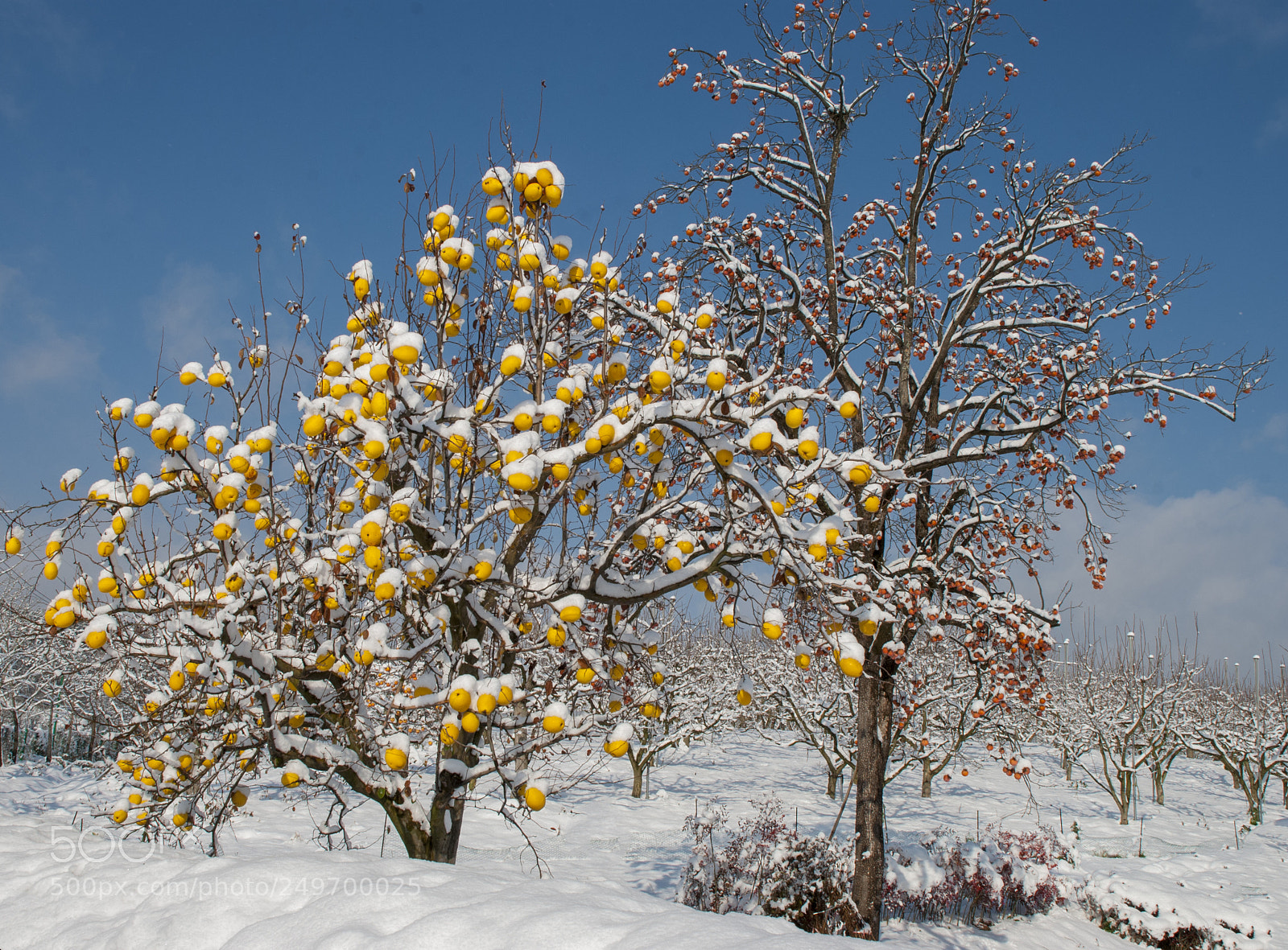 Nikon D80 sample photo. Winter7 photography