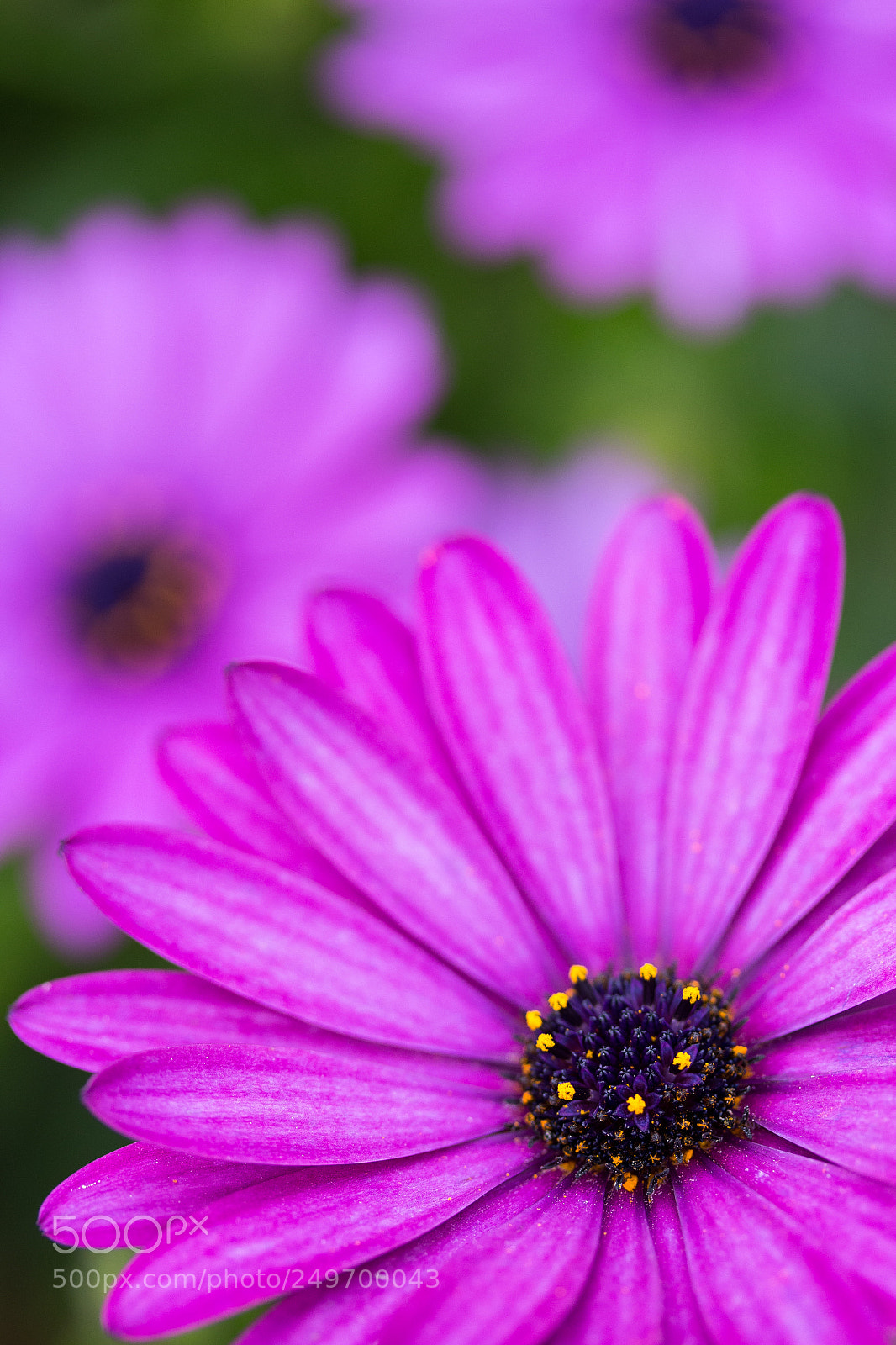 Canon EOS 100D (EOS Rebel SL1 / EOS Kiss X7) sample photo. The three flowers photography