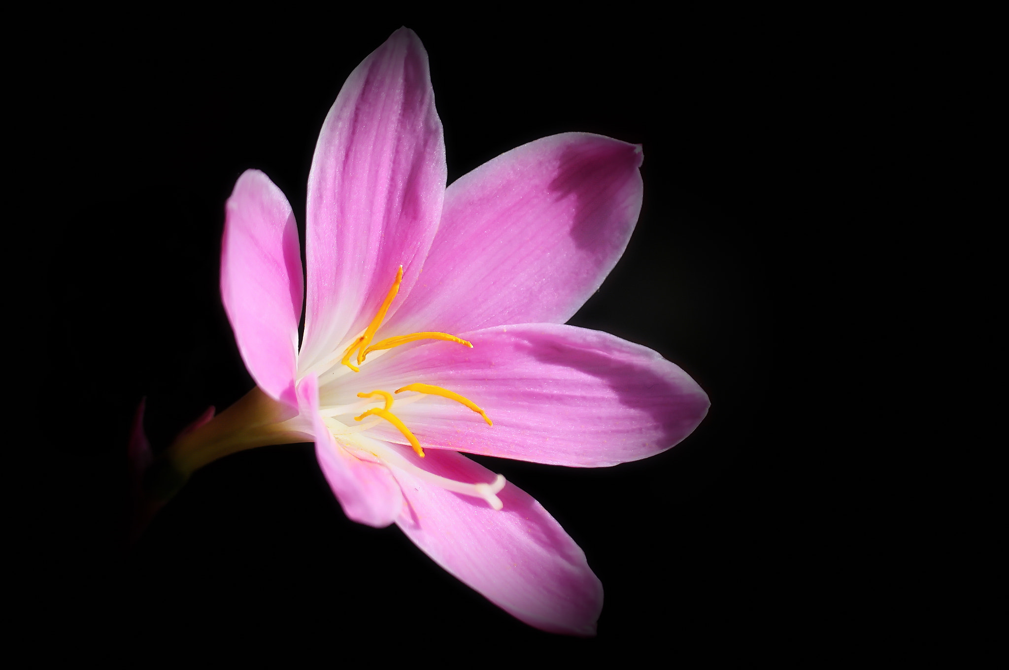 Nikon D5000 sample photo. The light in the dark photography