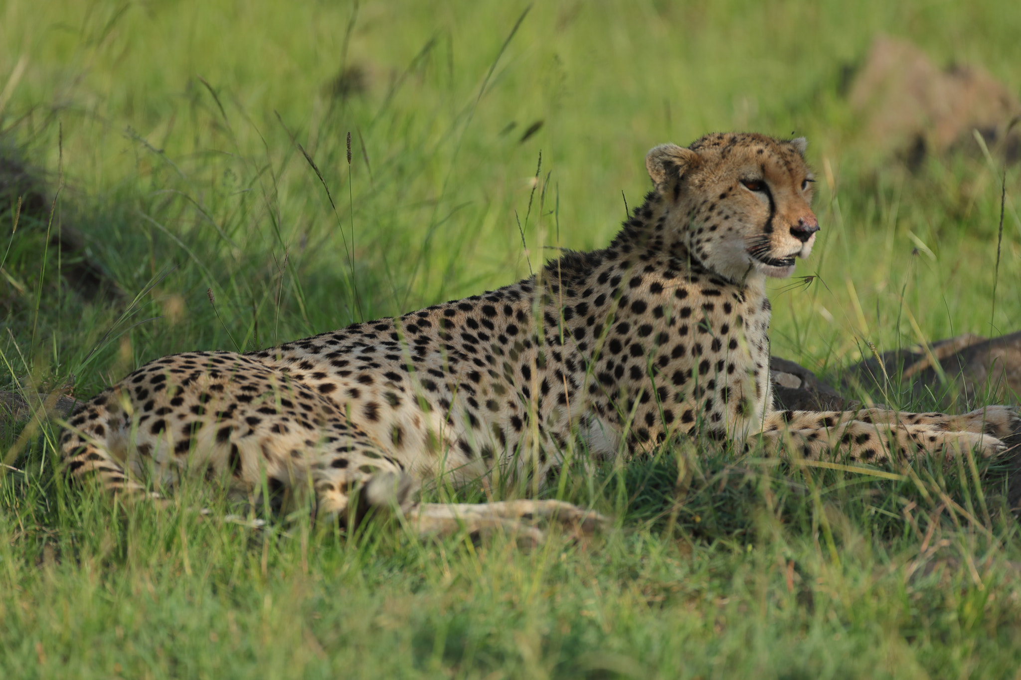 Canon EOS 5D Mark IV + Canon EF 500mm F4L IS USM sample photo. Cheetah photography