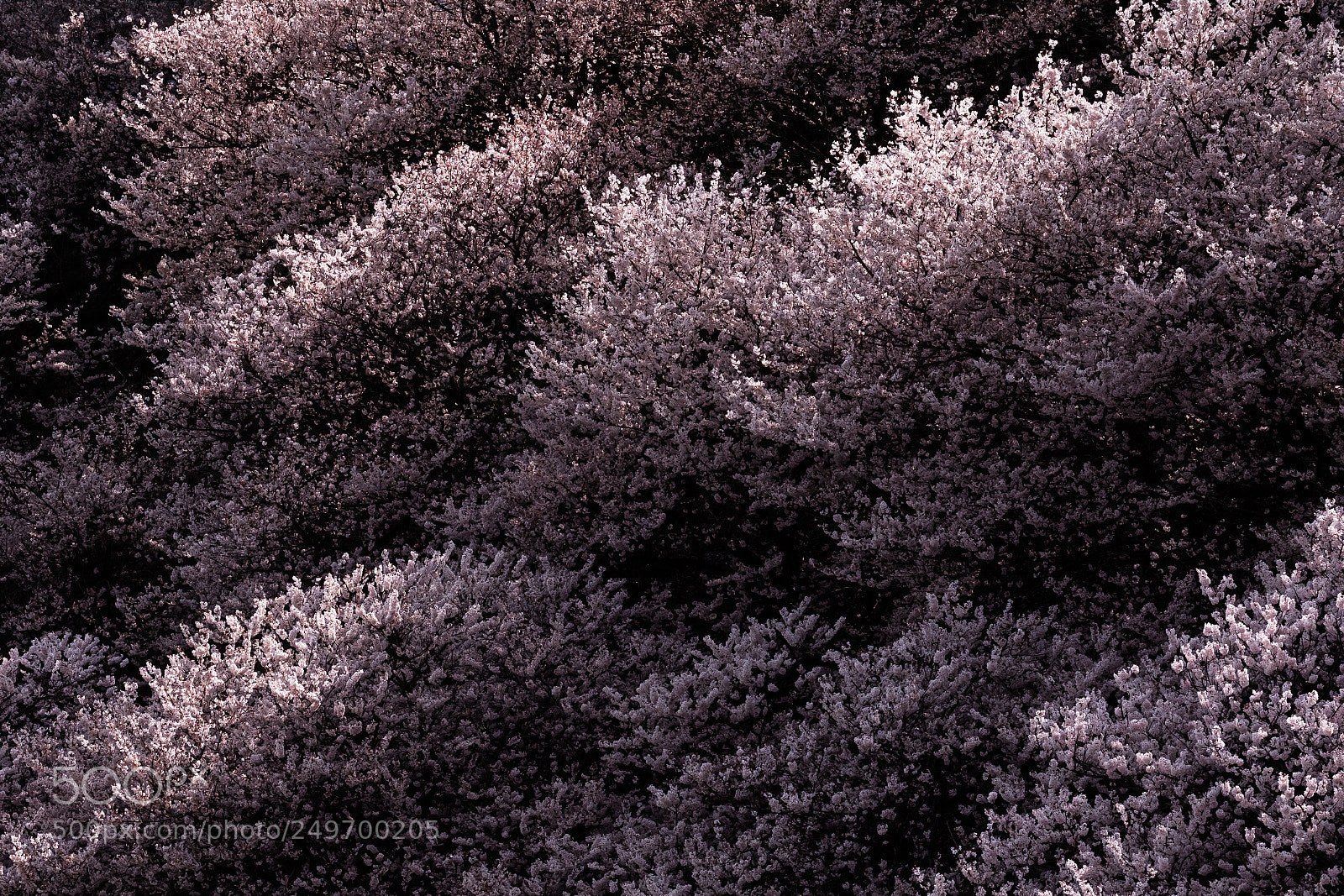 Fujifilm X-T2 sample photo. Cherry blossoms photography