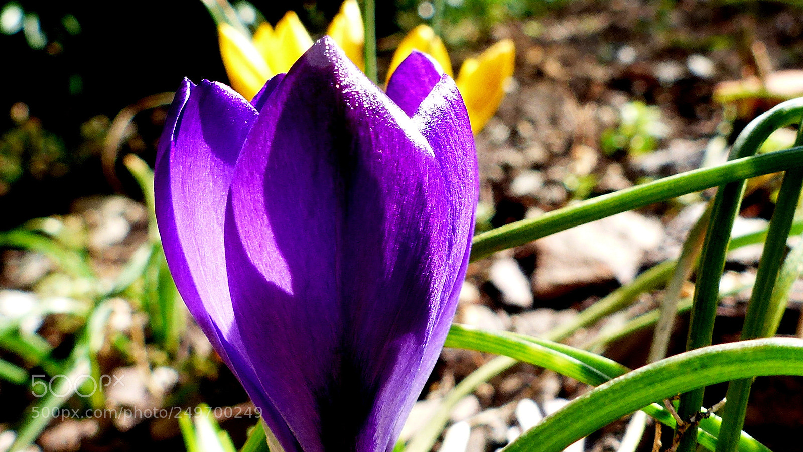 Panasonic Lumix DMC-FZ200 sample photo. Crocus photography