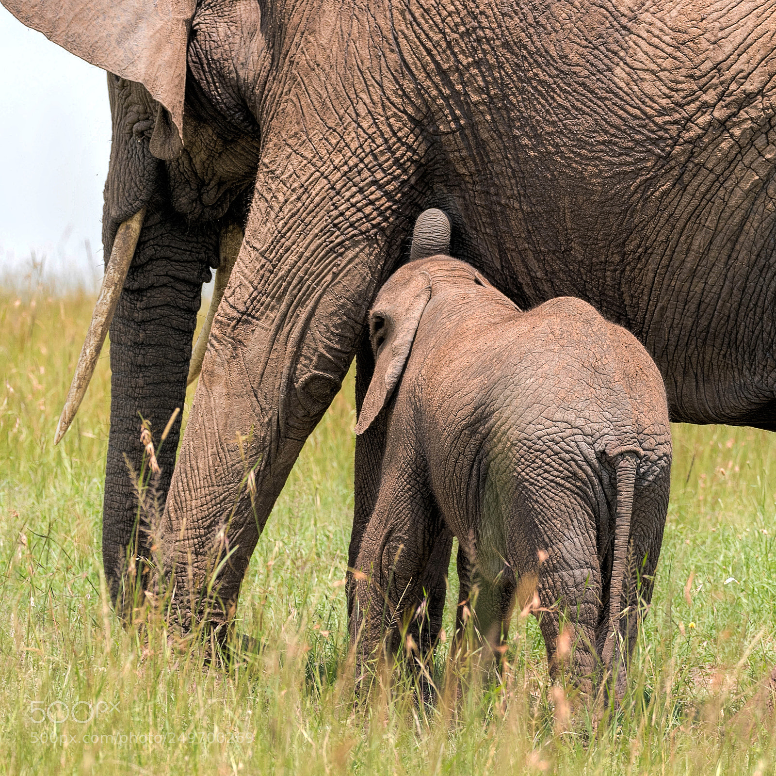 Nikon D500 sample photo. Sucking elephant baby photography