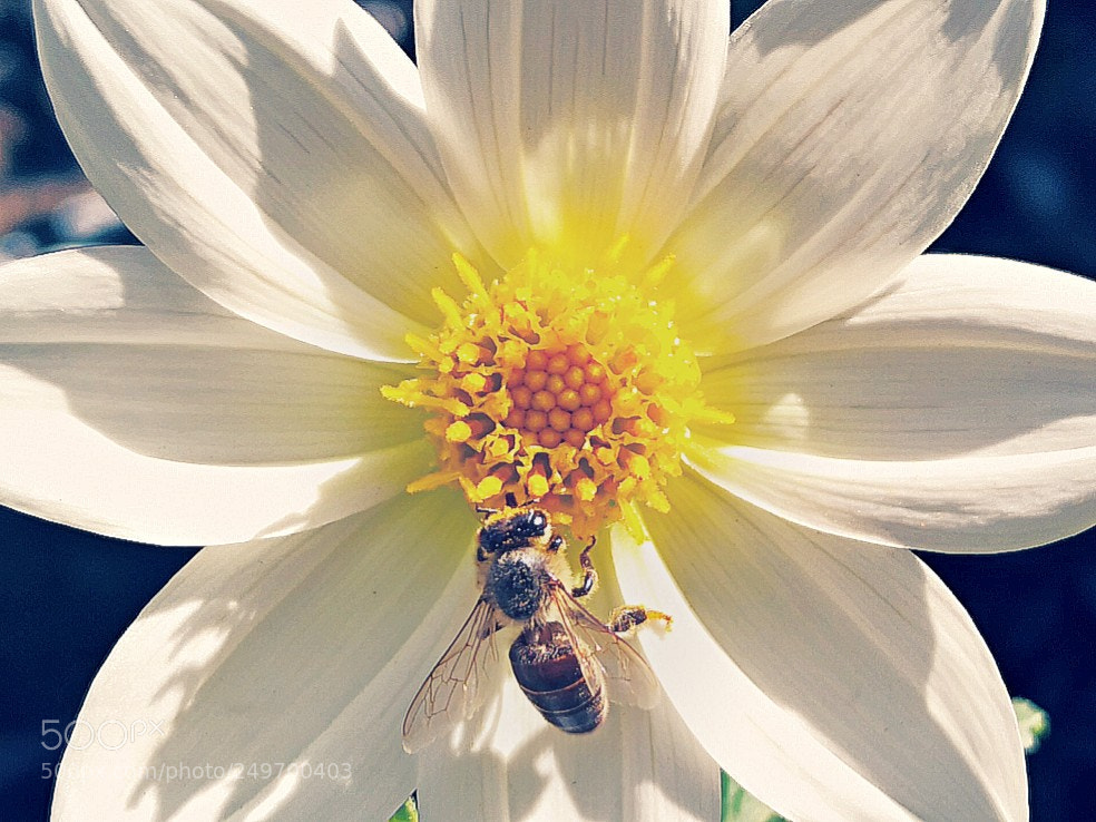 HUAWEI Mate 10 sample photo. Untitled photography