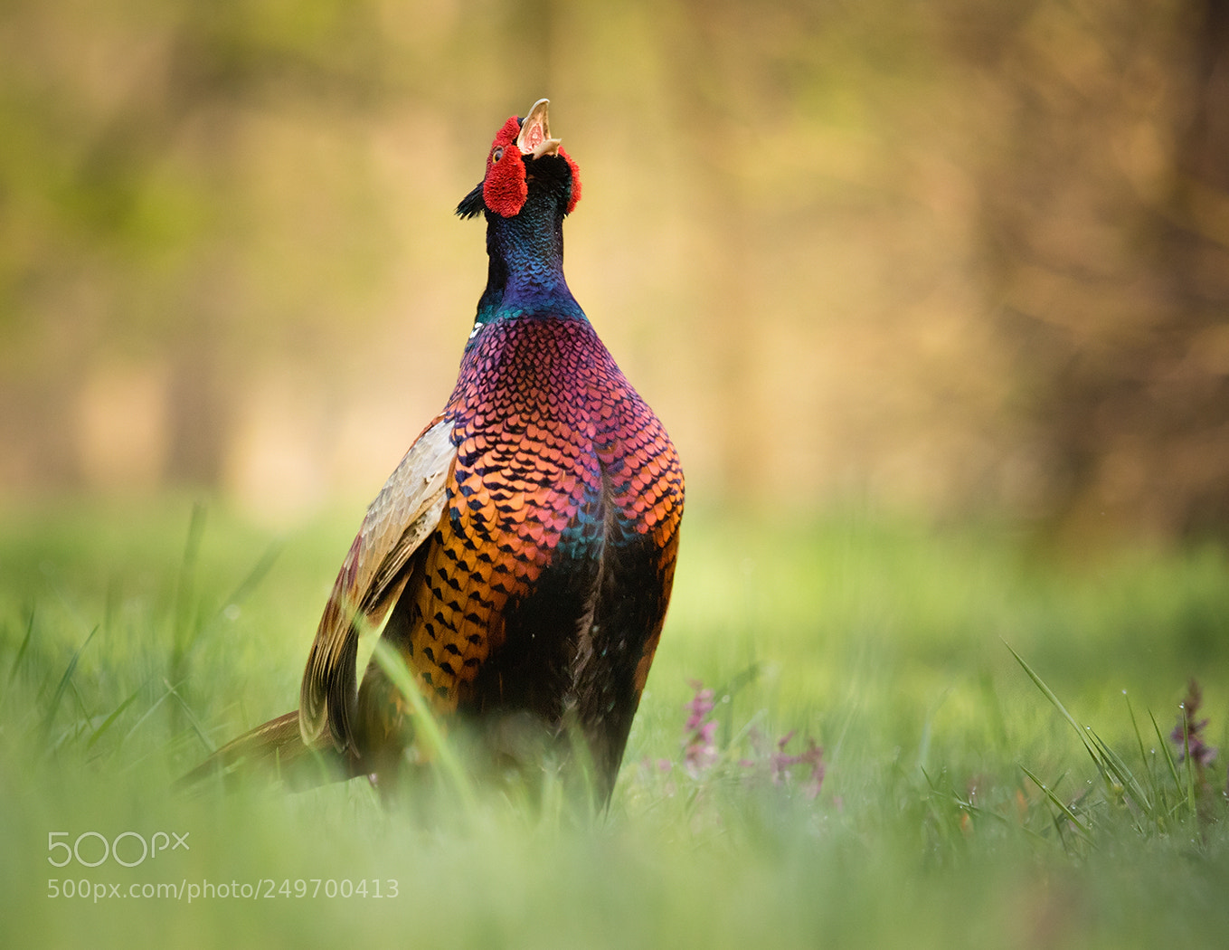 Canon EOS 7D Mark II sample photo. Pheasant photography