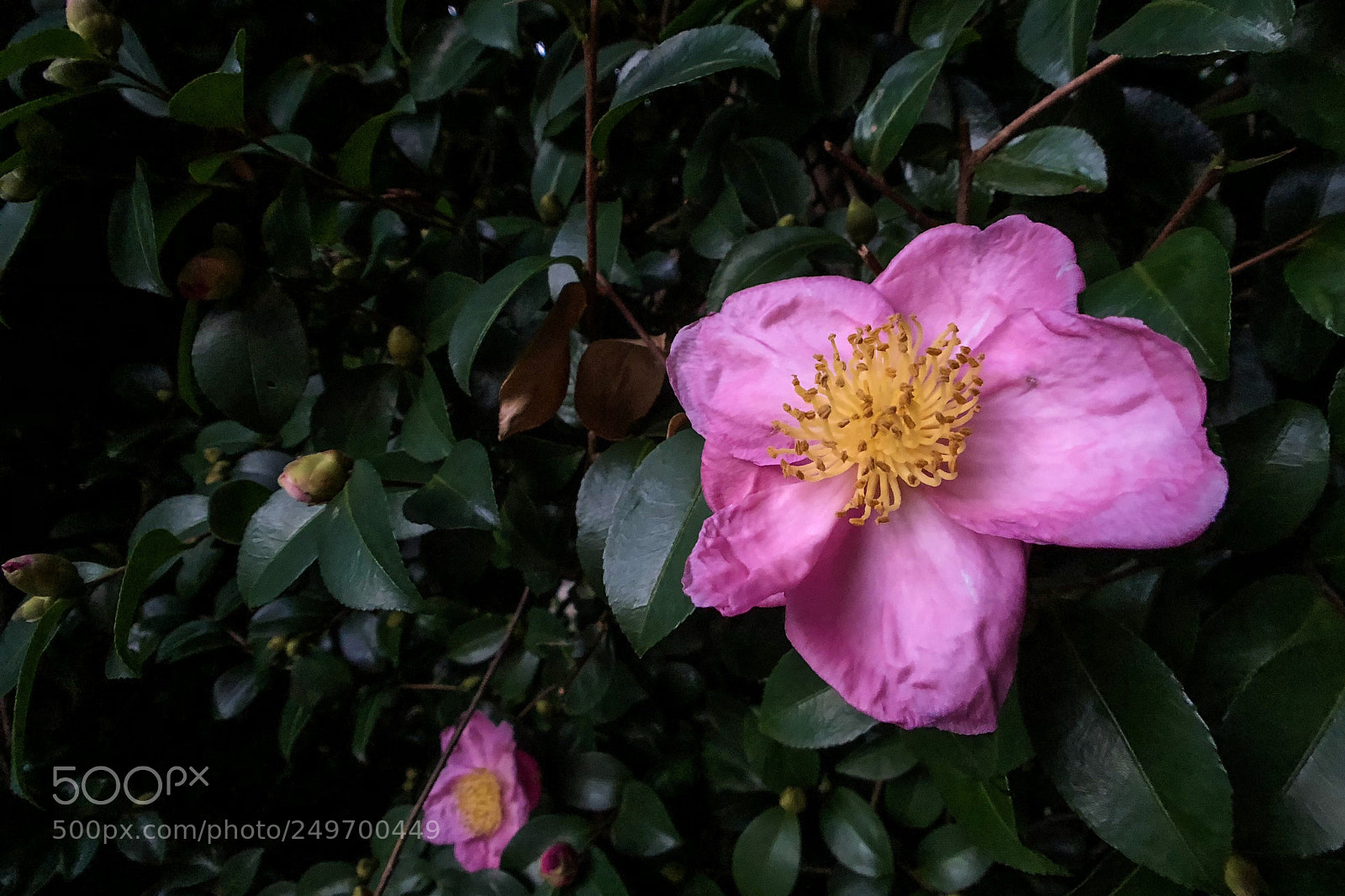 Apple iPhone X sample photo. The camelia photography