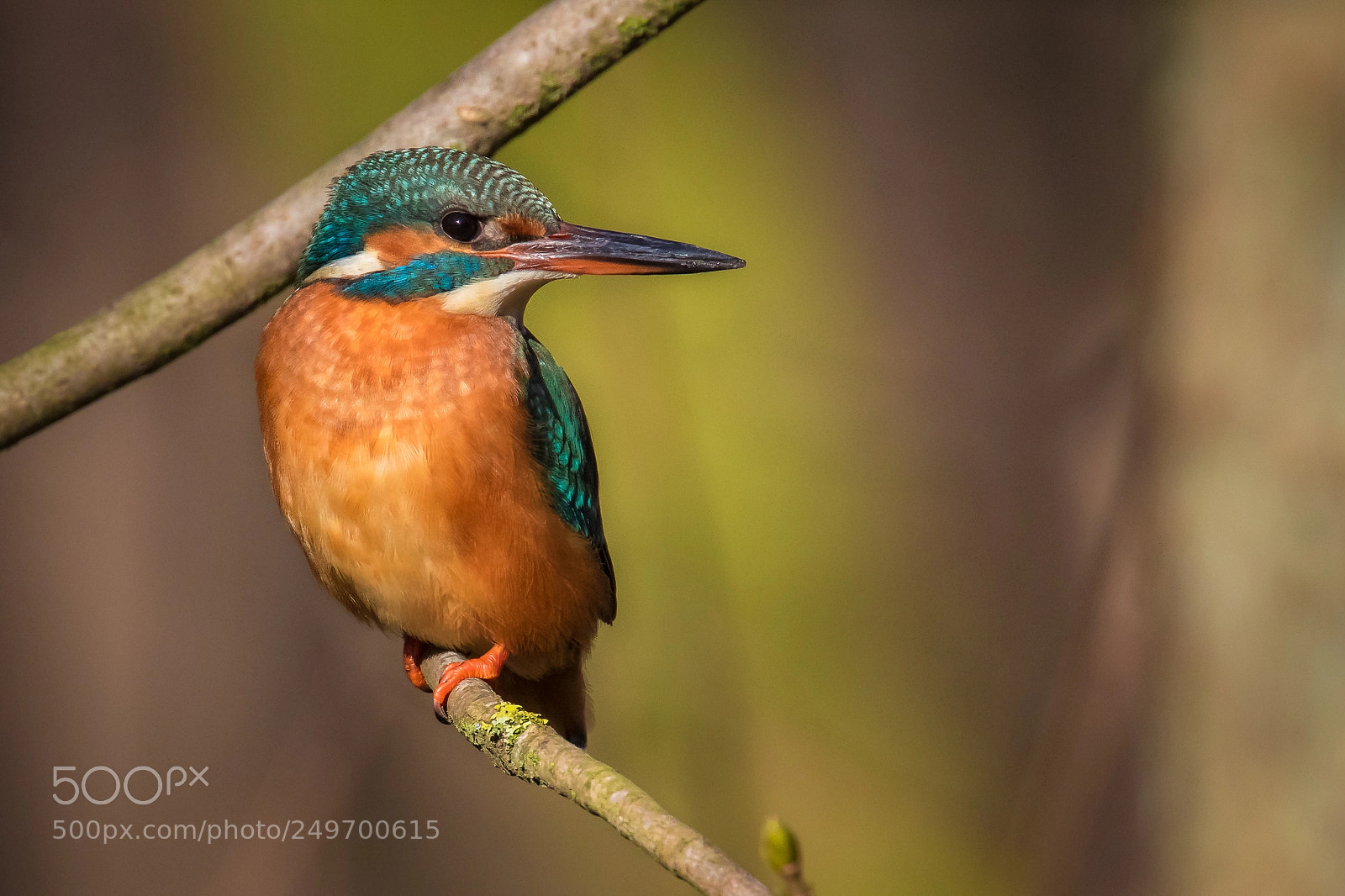 Canon EOS 7D Mark II sample photo. Female common kingfisher alcedo photography
