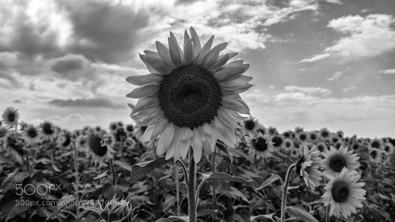 Pentax K-3 sample photo. Tournesol photography