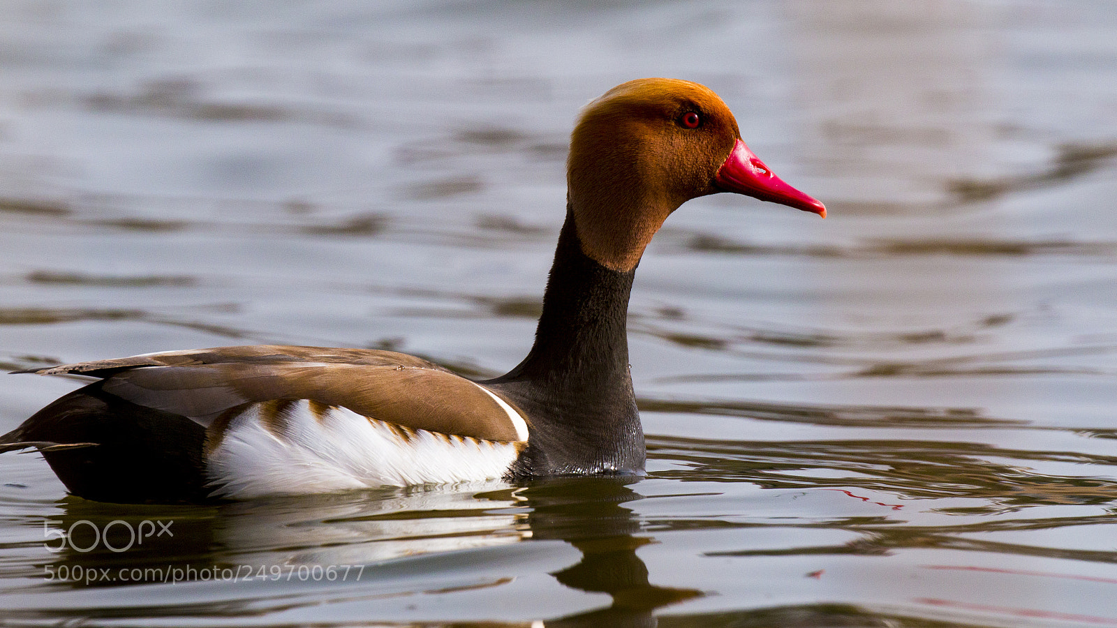 Canon EOS 70D sample photo. Macar rde i red-crested photography