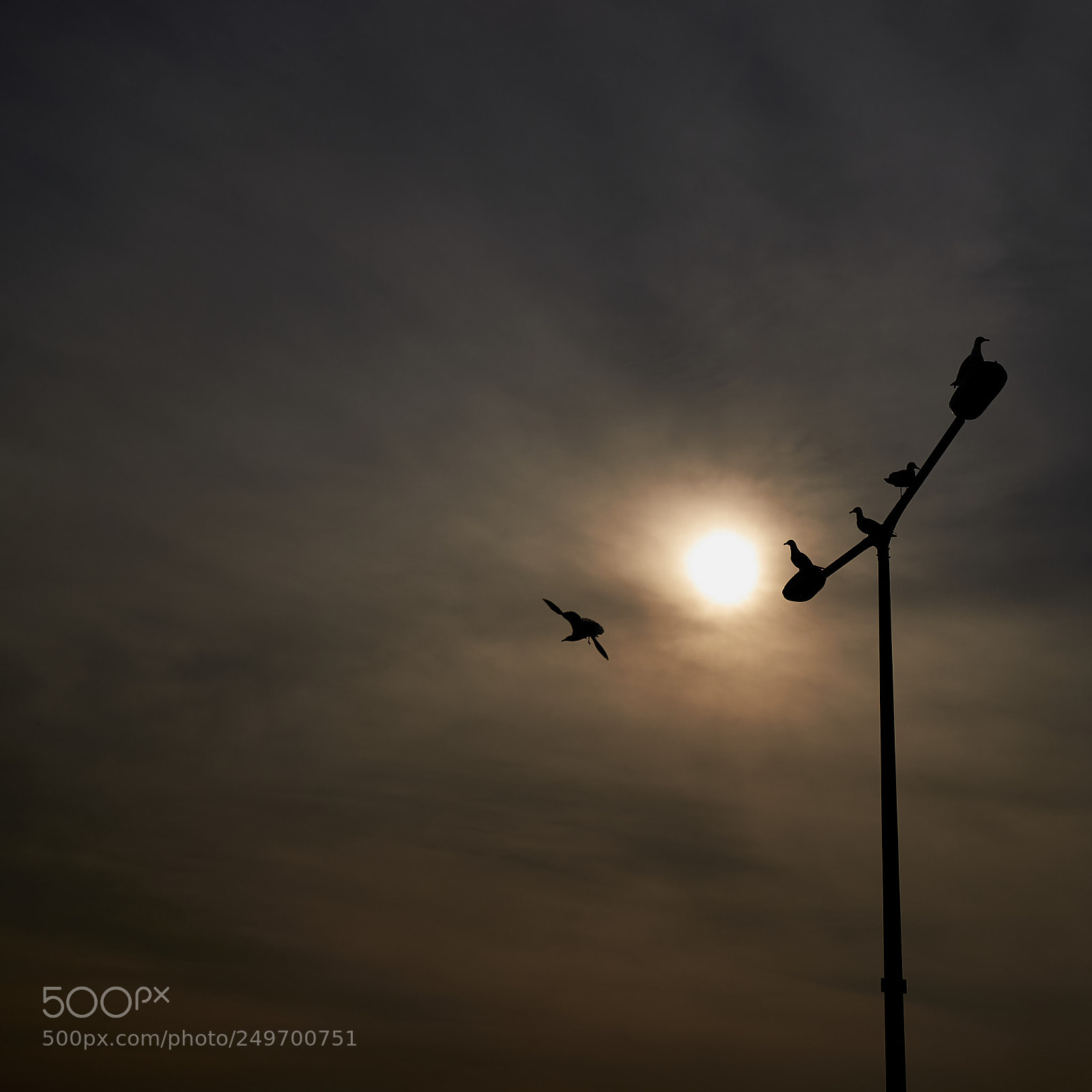 Fujifilm X-Pro2 sample photo. Fly photography