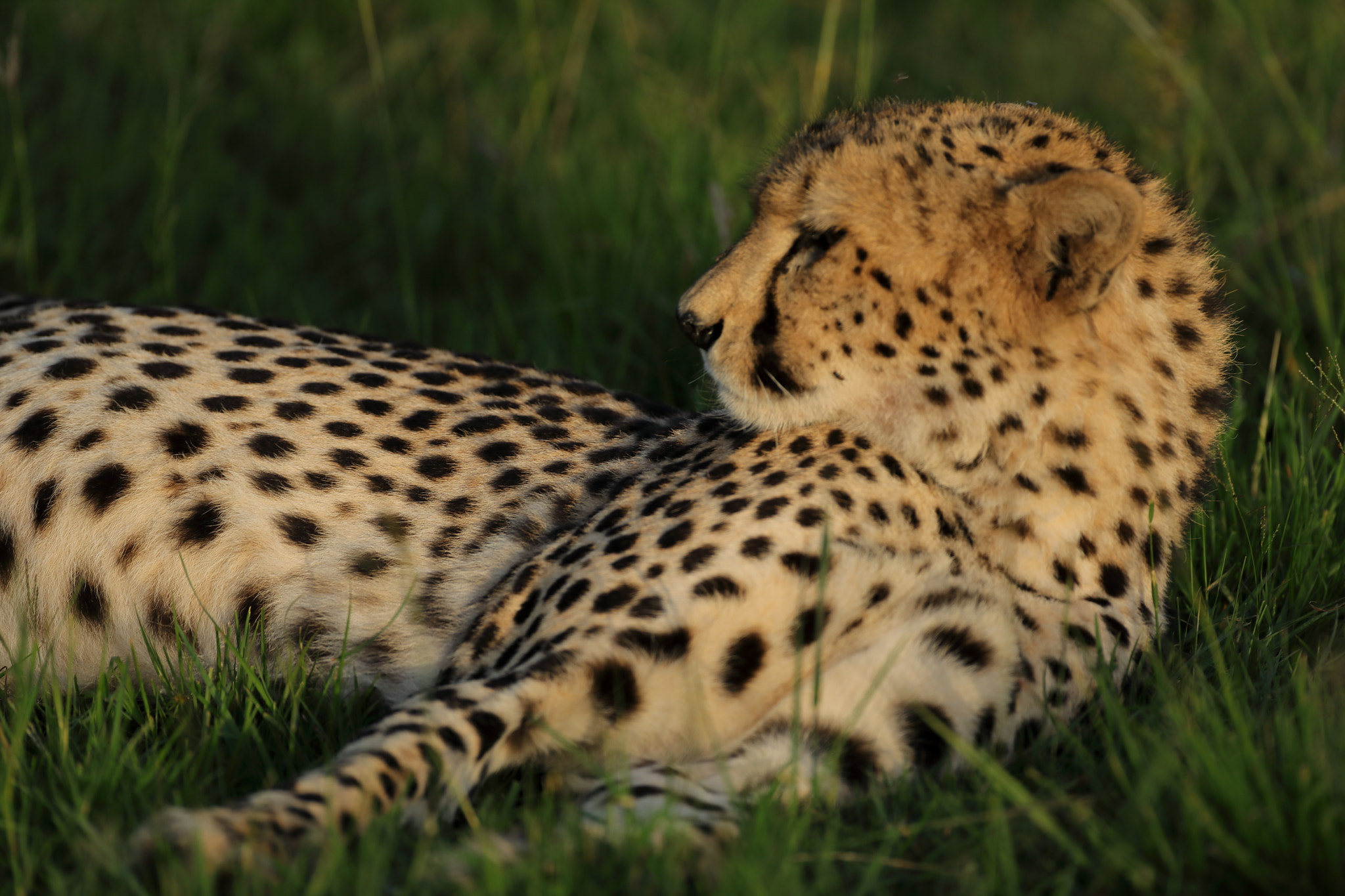 Canon EF 500mm F4L IS USM sample photo. Cheetah # 2 photography