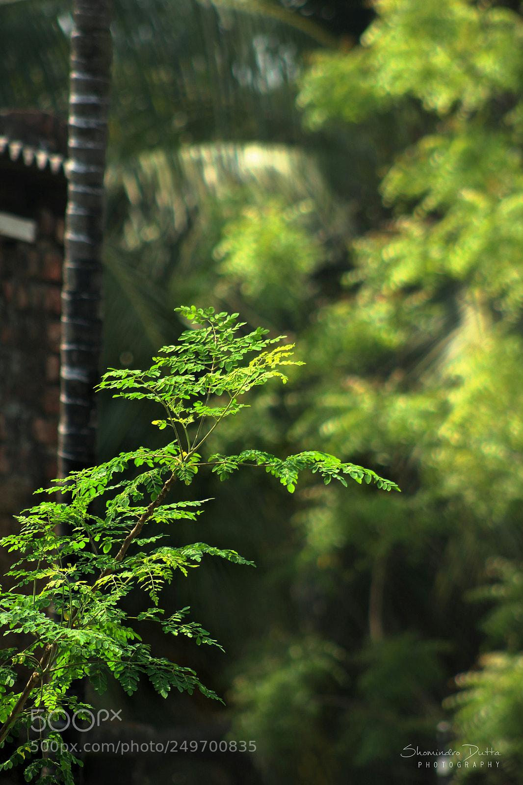 Canon EOS 1200D (EOS Rebel T5 / EOS Kiss X70 / EOS Hi) sample photo. Blossom photography