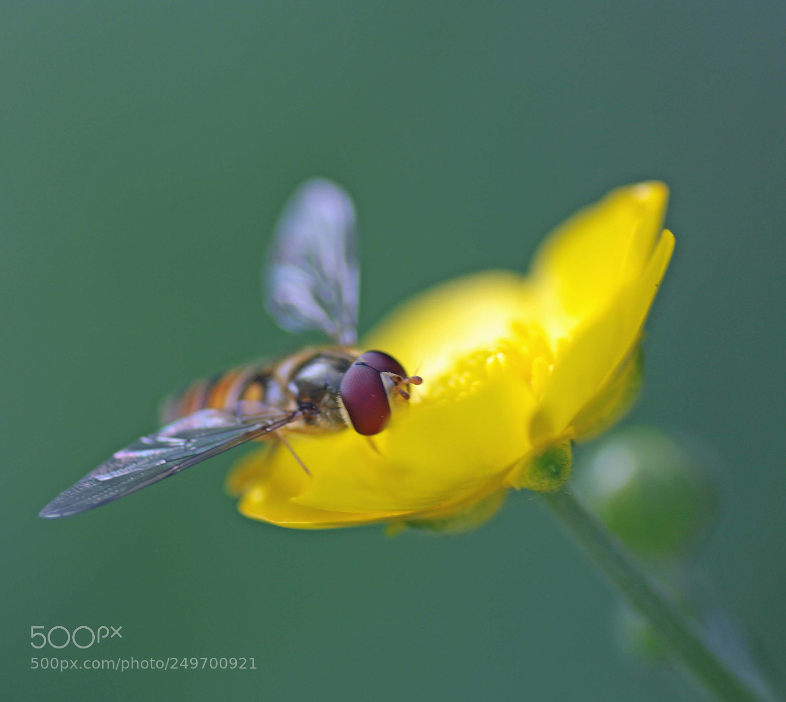Canon EOS 50D sample photo. ... photography