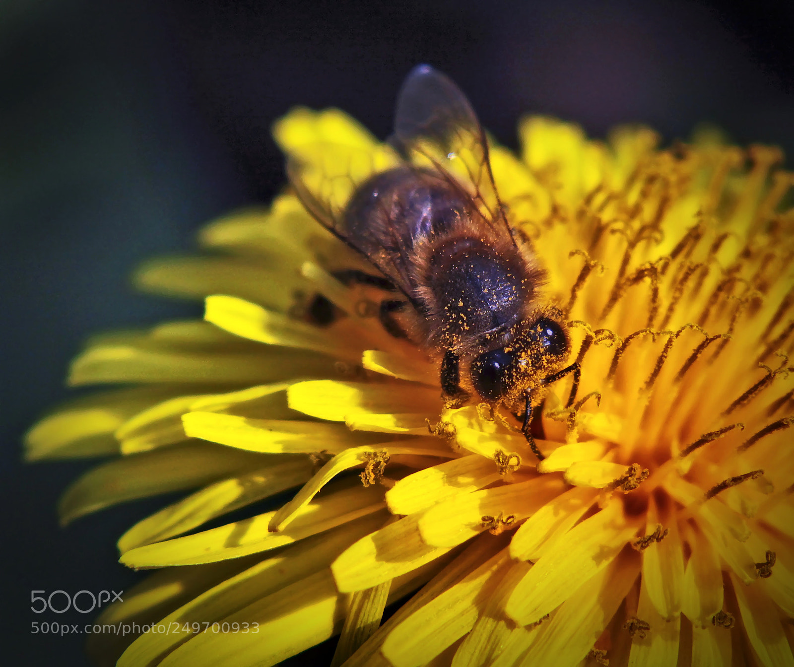 Canon EOS 50D sample photo. Pollen photography