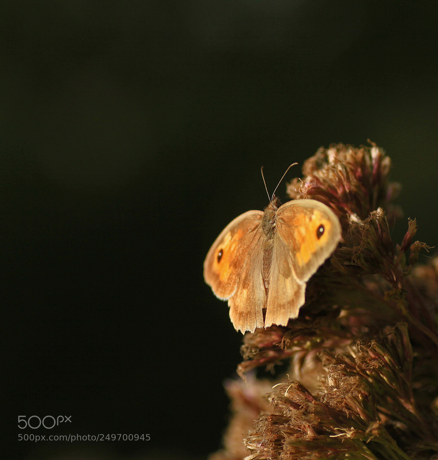 Canon EOS 50D sample photo. Buterfly iii photography