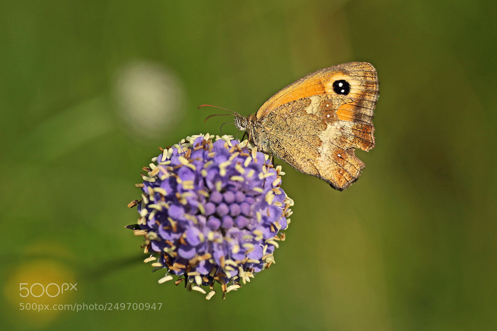 Canon EOS 50D sample photo. Butterfly iv photography