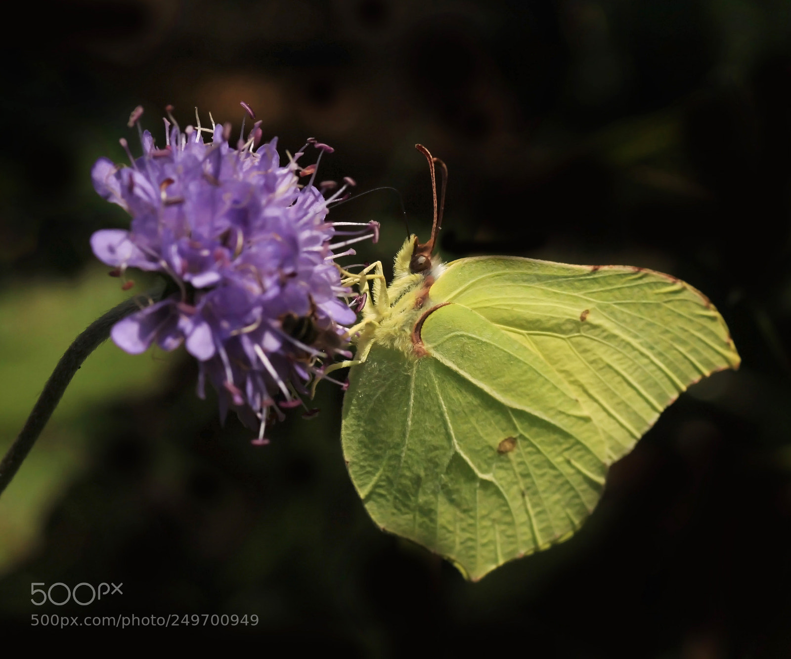 Canon EOS 50D sample photo. Butterfly v photography