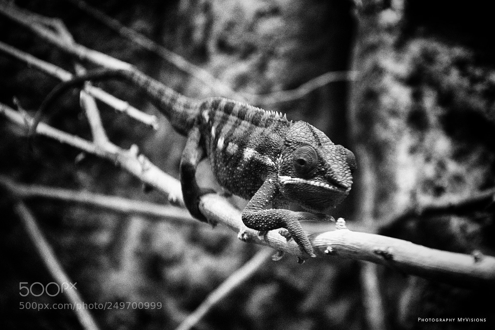 Nikon D7100 sample photo. Iguana photography