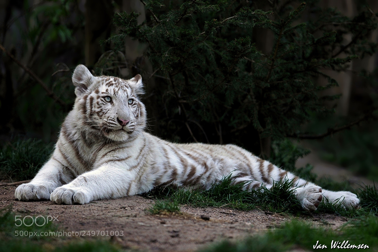 Canon EOS-1D Mark IV sample photo. White tiger photography