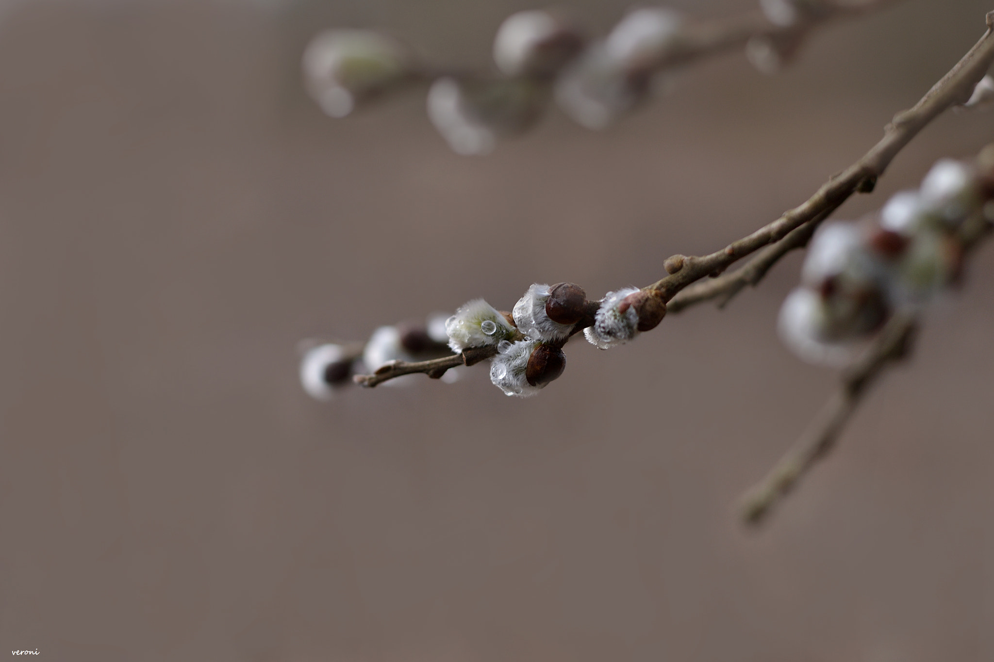 Nikon D3100 + Nikon AF-S Nikkor 50mm F1.8G sample photo. Morning droops photography