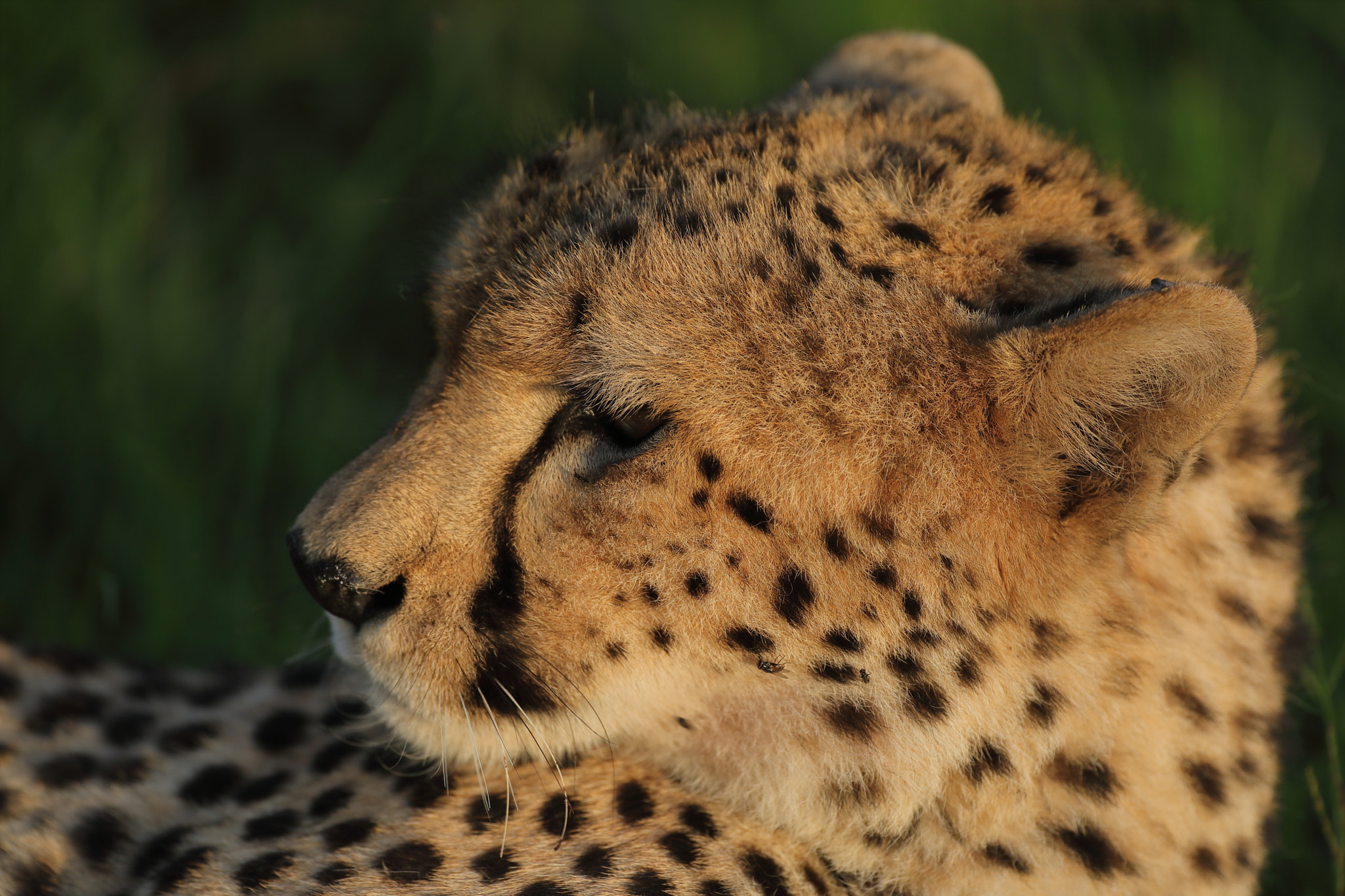 Canon EF 500mm F4L IS USM sample photo. Cheetah's close portrait photography