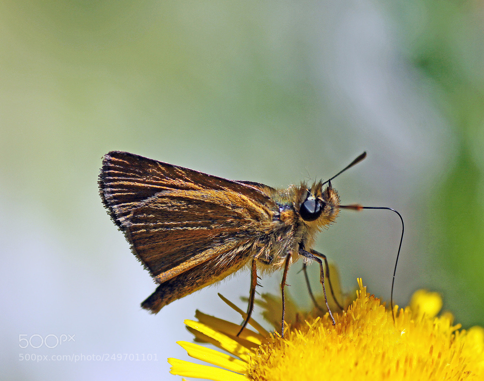 Canon EOS 50D sample photo. Butterfly vi photography