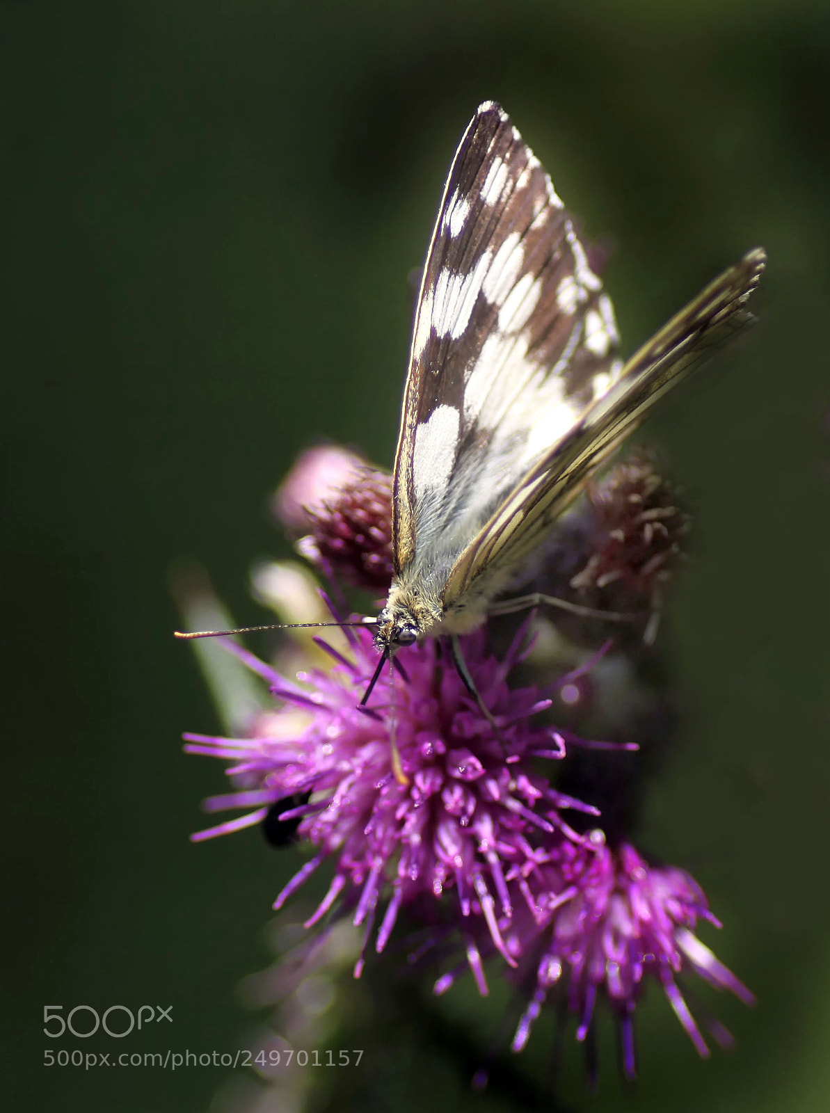 Canon EOS 50D sample photo. Butterfly vi photography