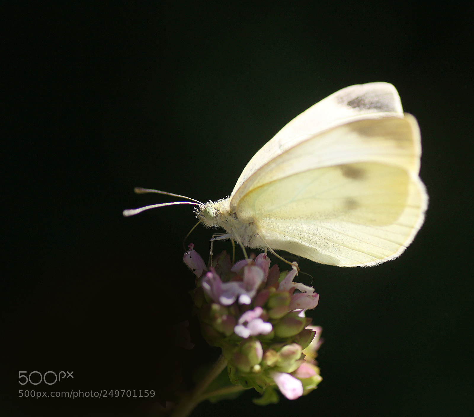 Canon EOS 50D sample photo. Butterfly vii photography