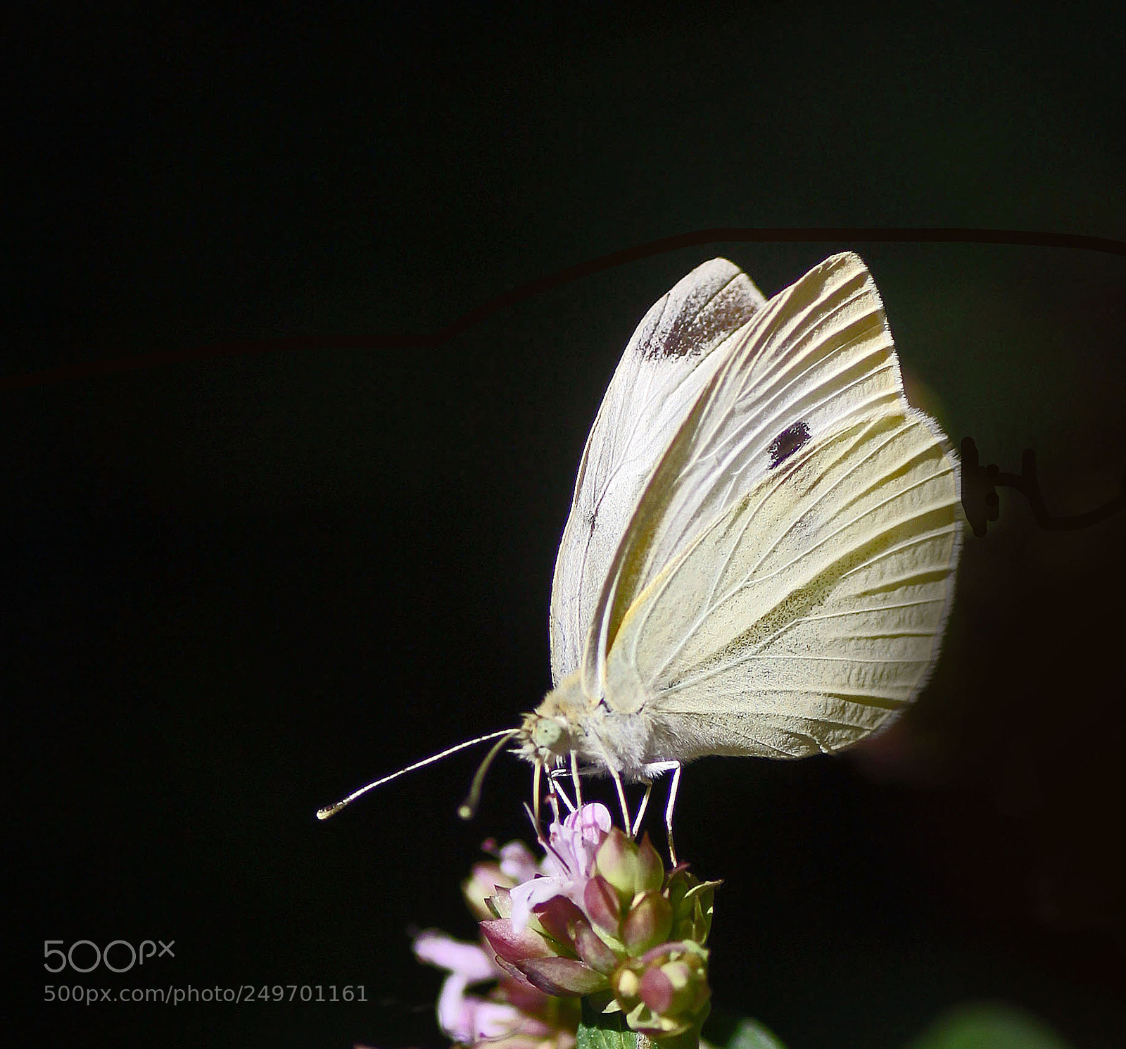 Canon EOS 50D sample photo. Butterfly viii photography