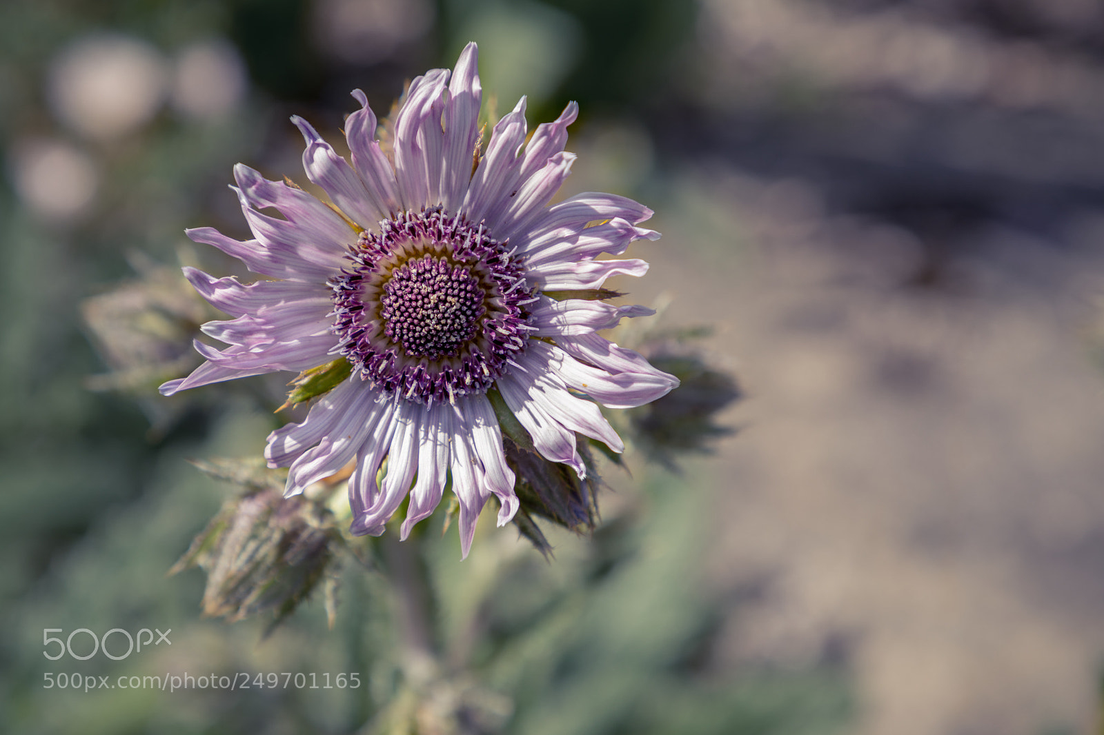 Canon EOS 5D Mark IV sample photo. Beauty flower photography