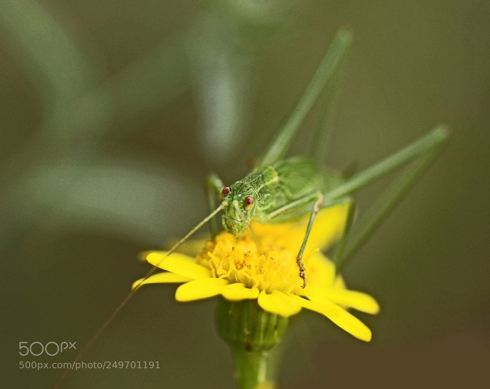 Canon EOS 50D sample photo. Green grasshopper photography