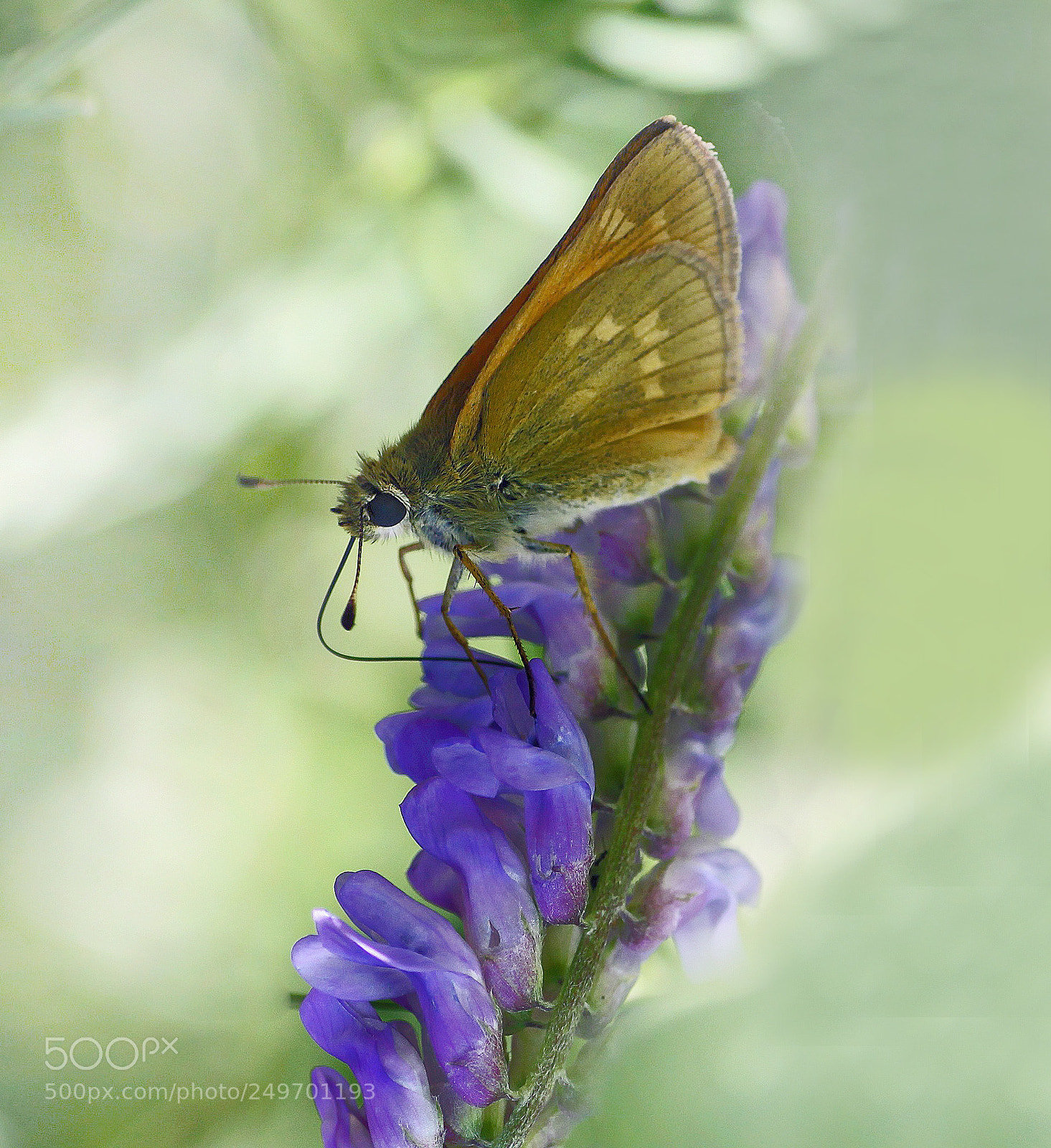 Canon EOS 50D sample photo. Butterfly ix photography