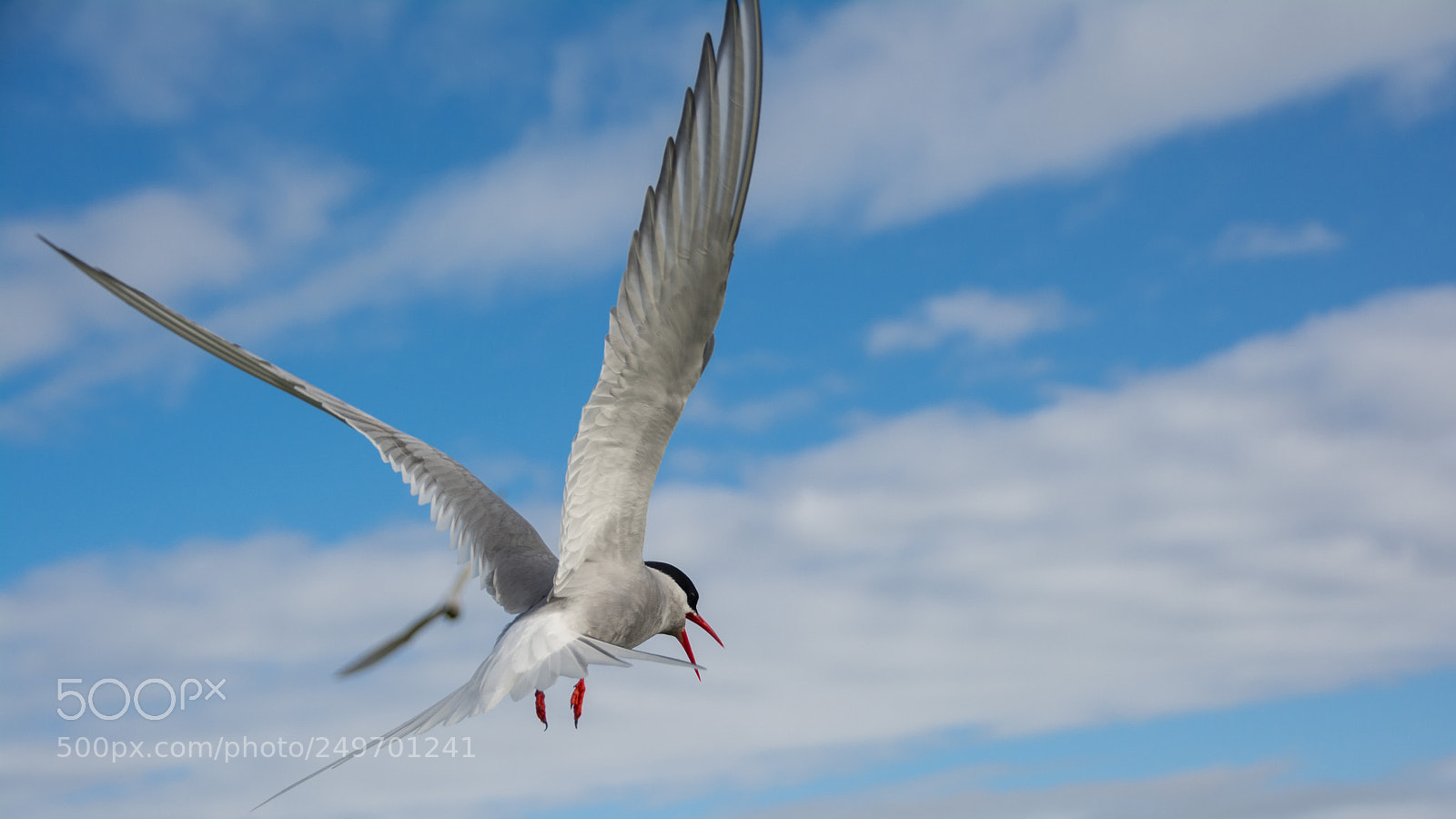 Nikon D7100 sample photo. Arctic hitchcock tern photography