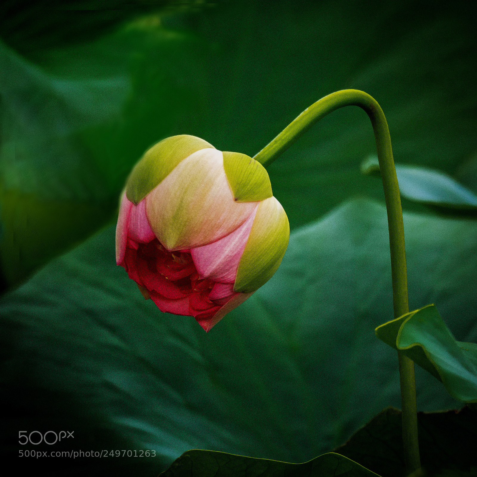 Olympus OM-D E-M1 sample photo. Languid lotus photography