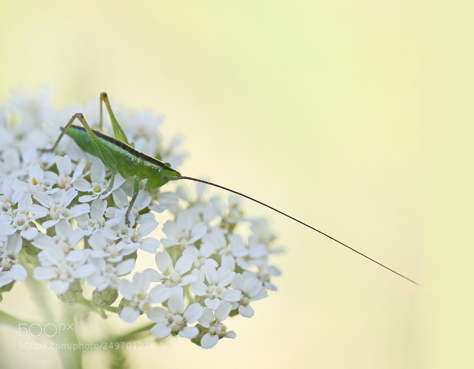 Canon EOS 50D sample photo. Green grasshopper ii photography