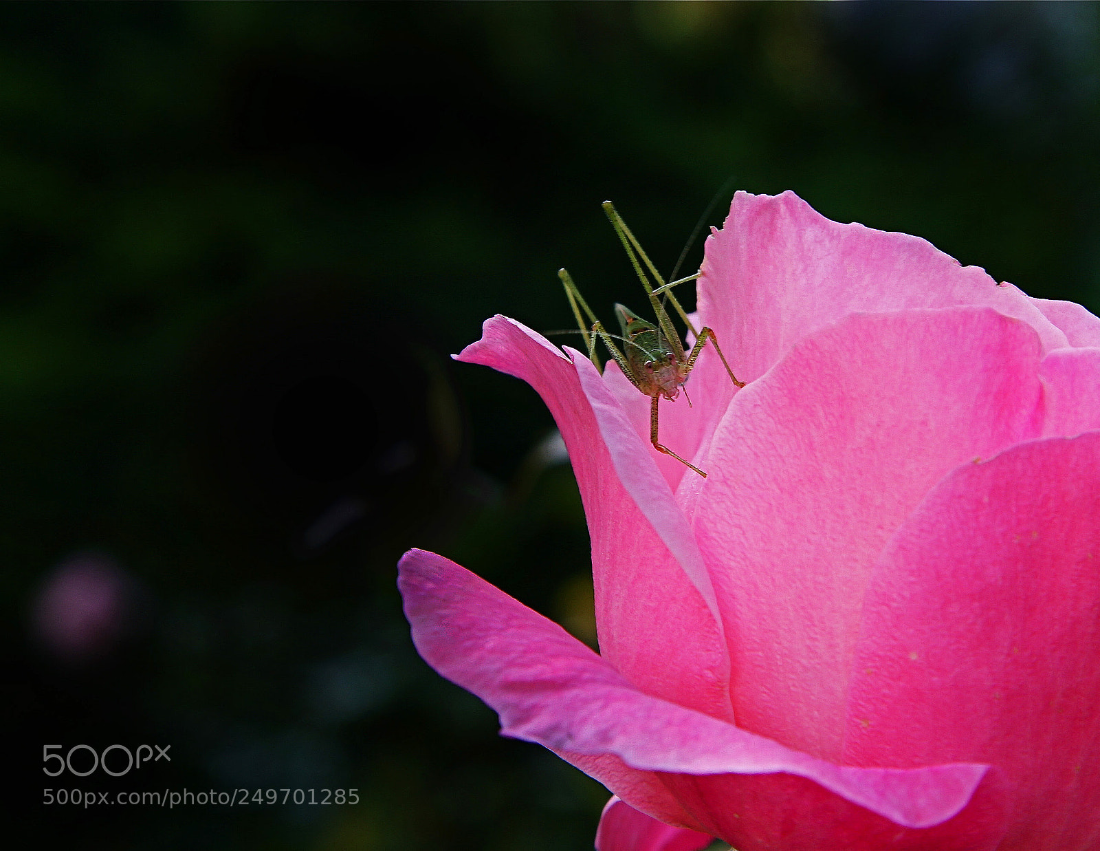 Canon EOS 30D sample photo. Grasshopper iii photography