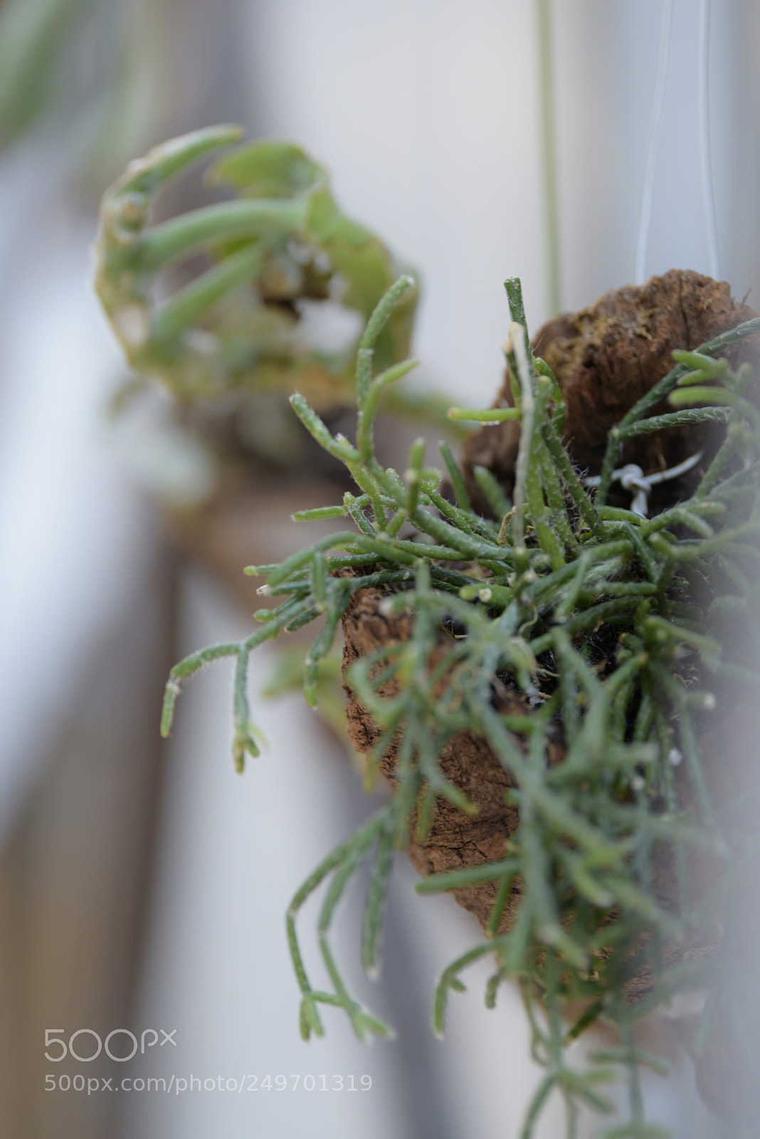Nikon D810 sample photo. 植物? photography