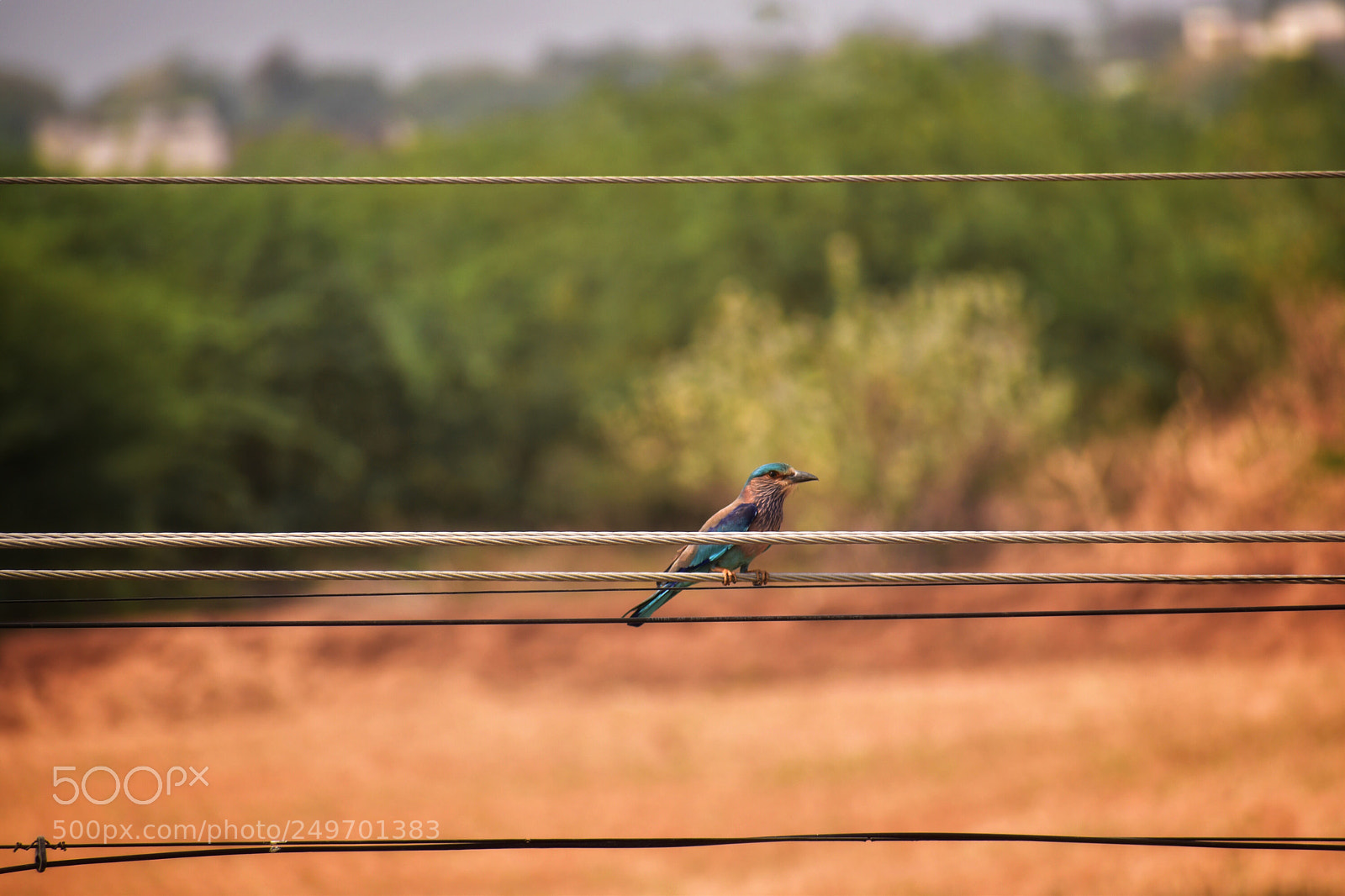 Nikon D5500 sample photo. Kingfisher  photography
