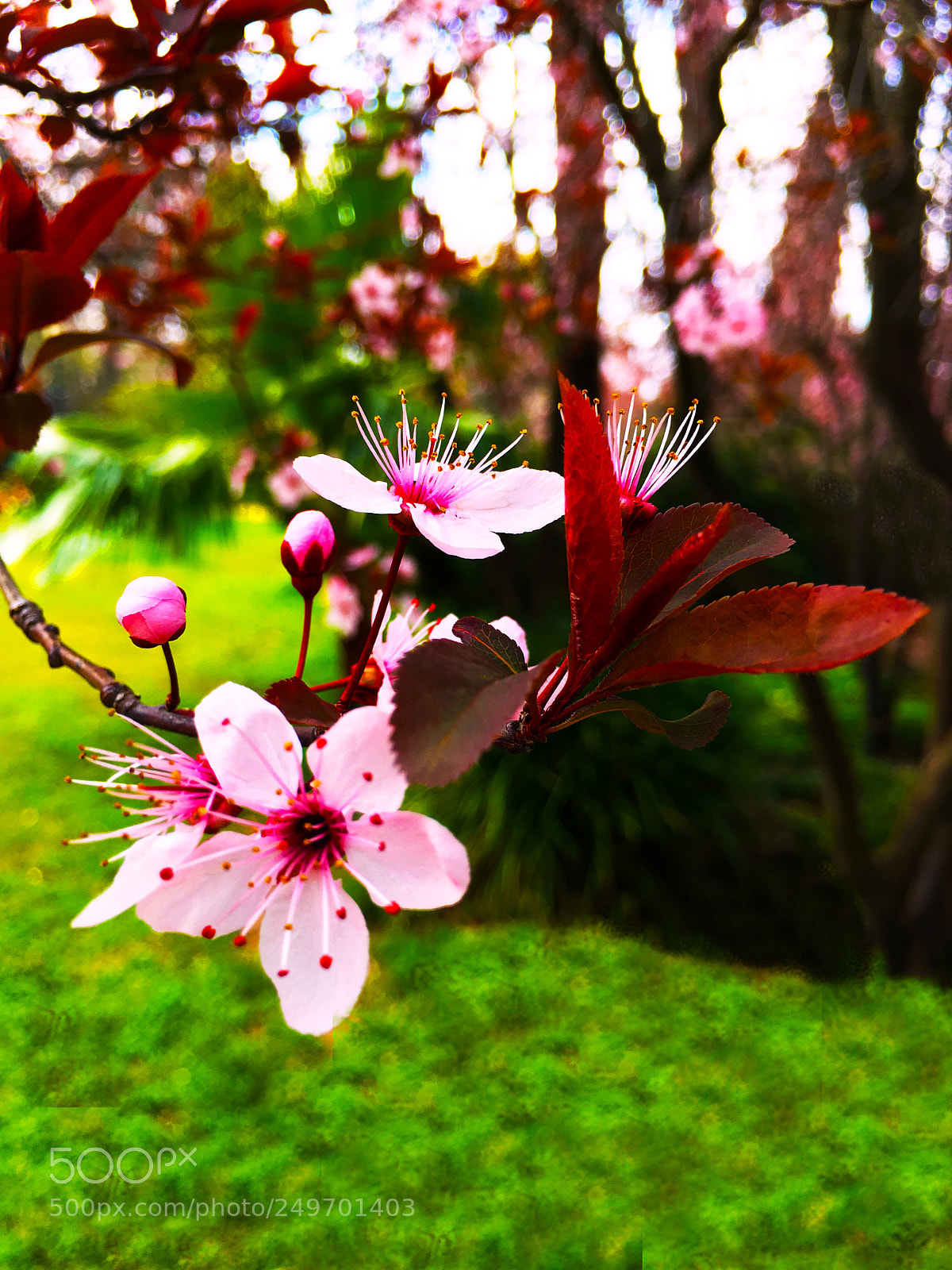 Apple iPhone 6s Plus sample photo. Primavera photography