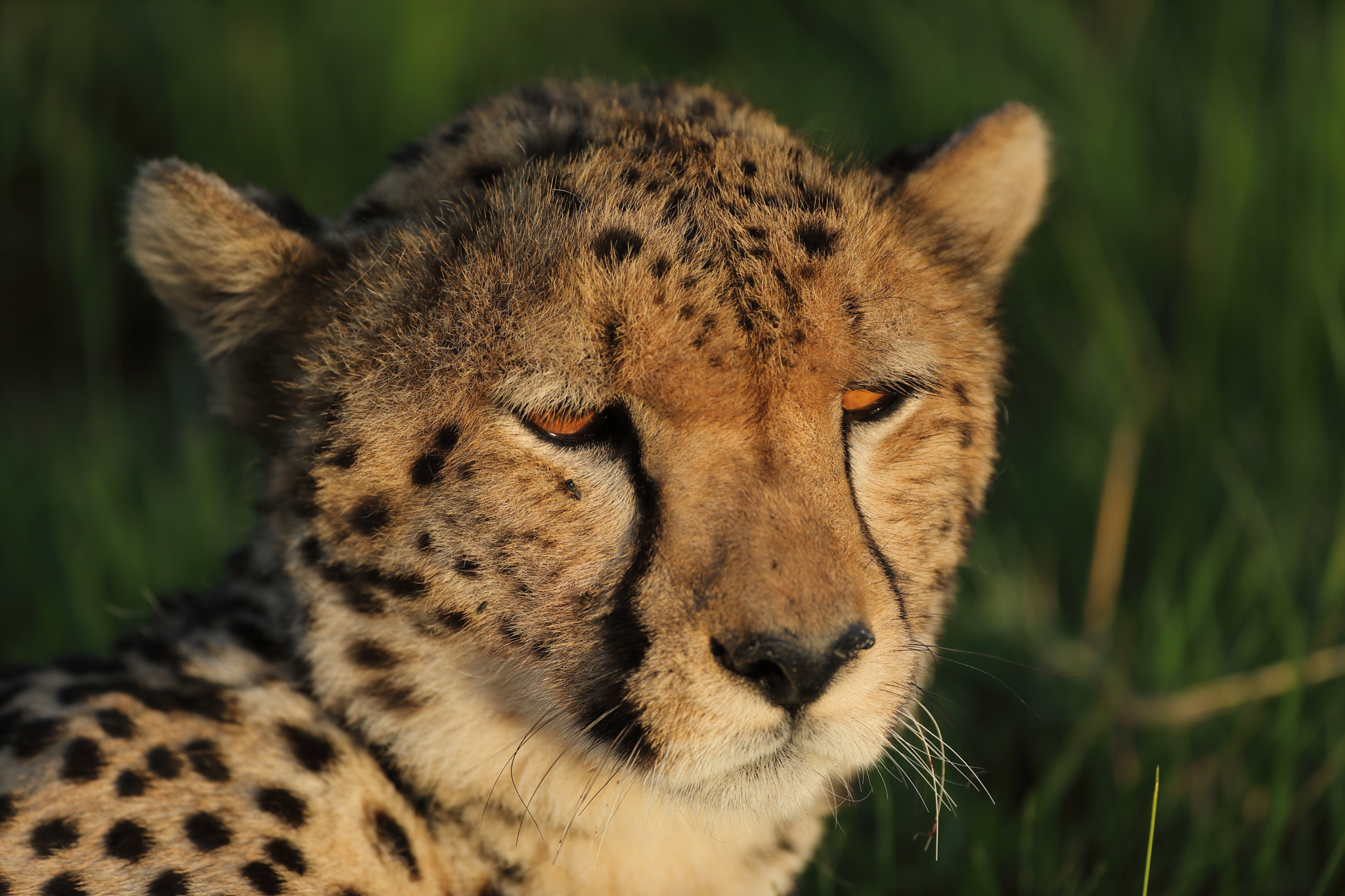 Canon EF 500mm F4L IS USM sample photo. Cheetah's close portrait  # 2 photography