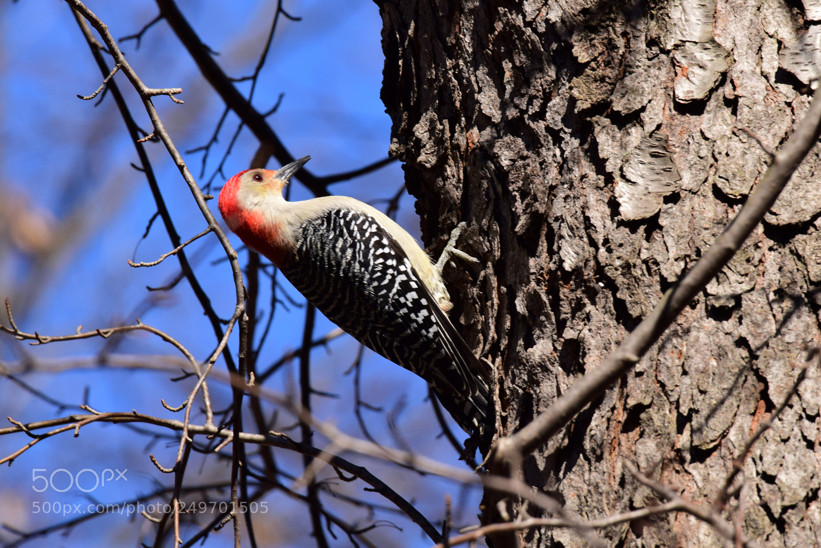 Nikon D3300 sample photo. The red bellied woodpecker photography